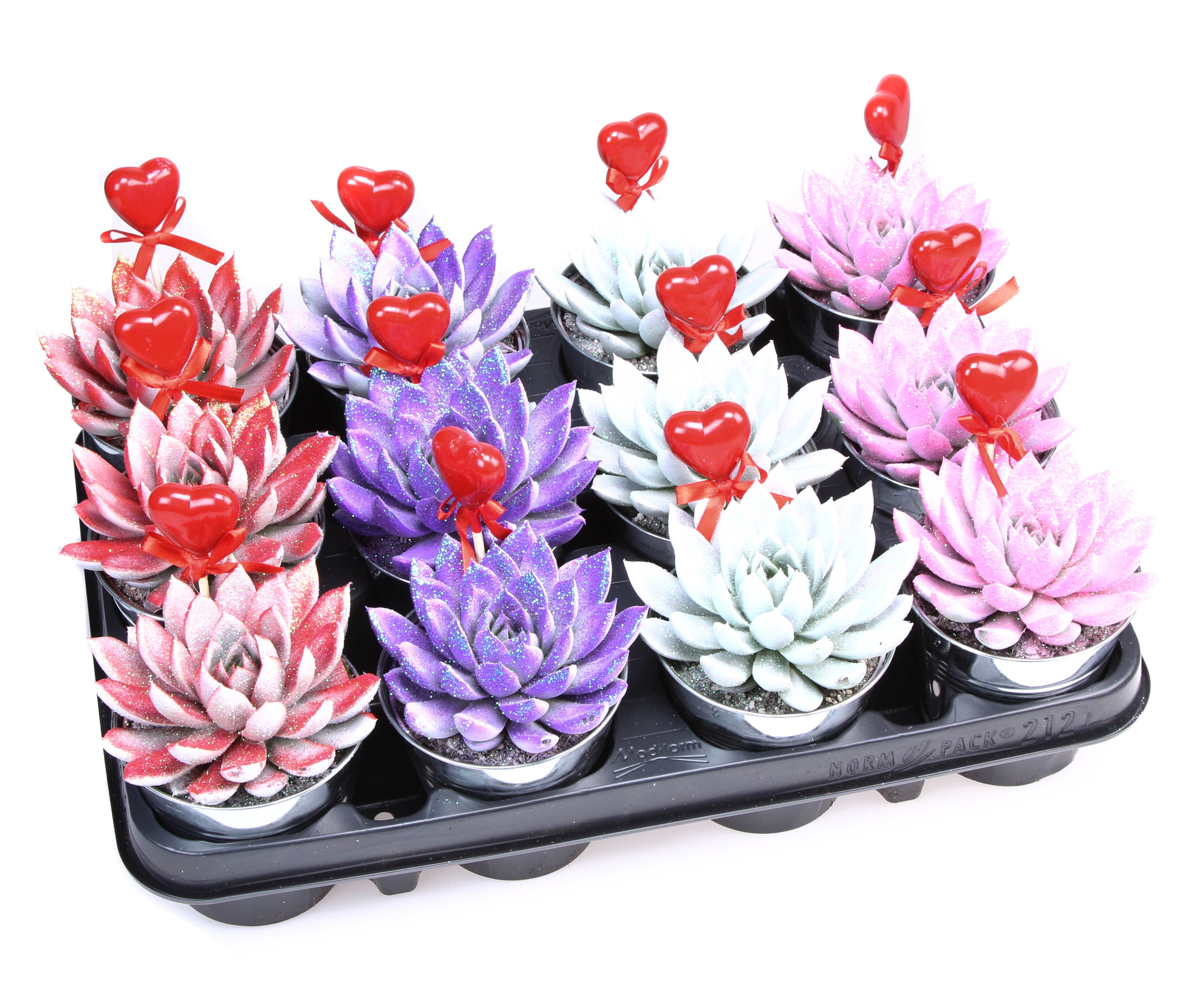 Miranda Valentine Glittermix Zink+ Hartje, D 8,5