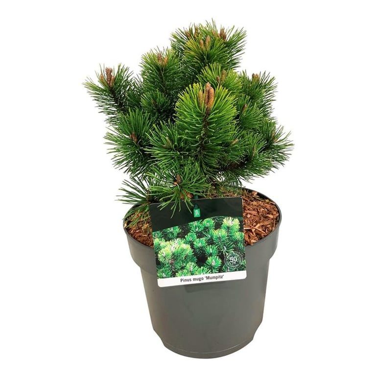 Pinus mugo 'Mumpitz', D 26