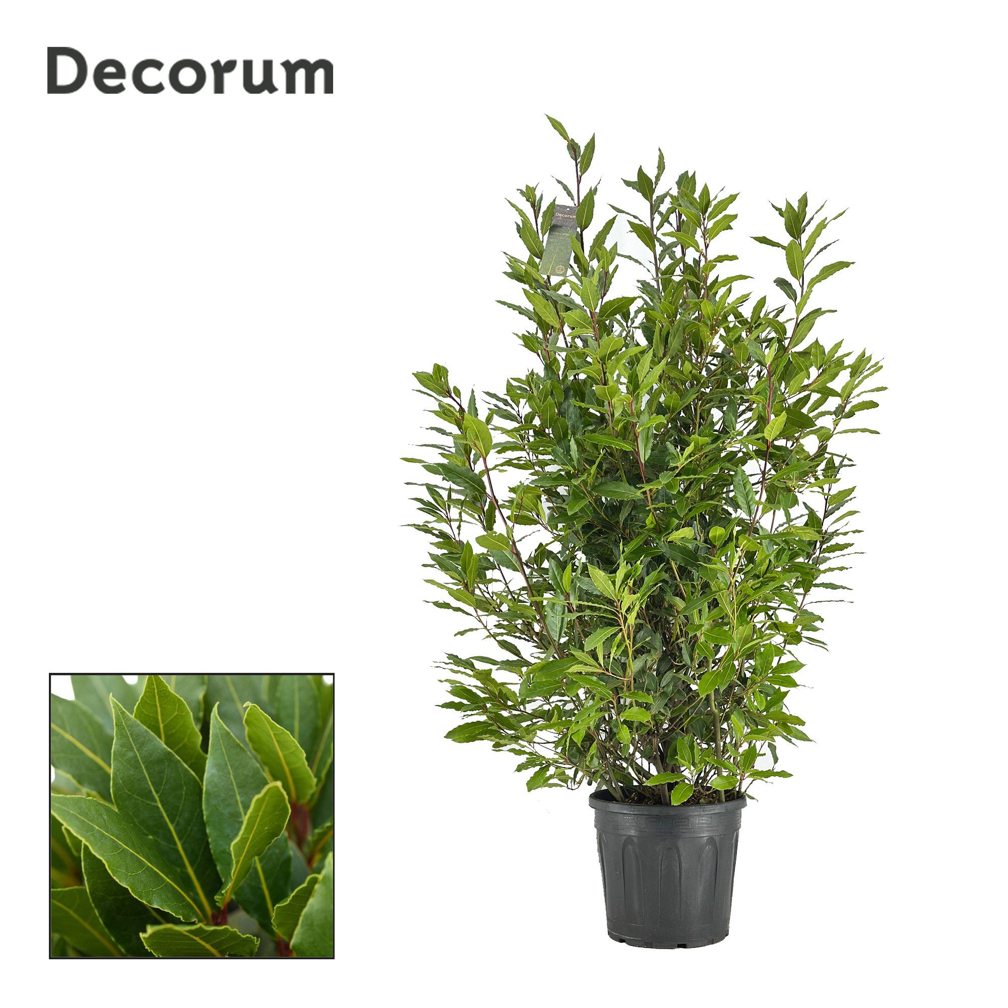 Laurus nobilis Struik, D 30