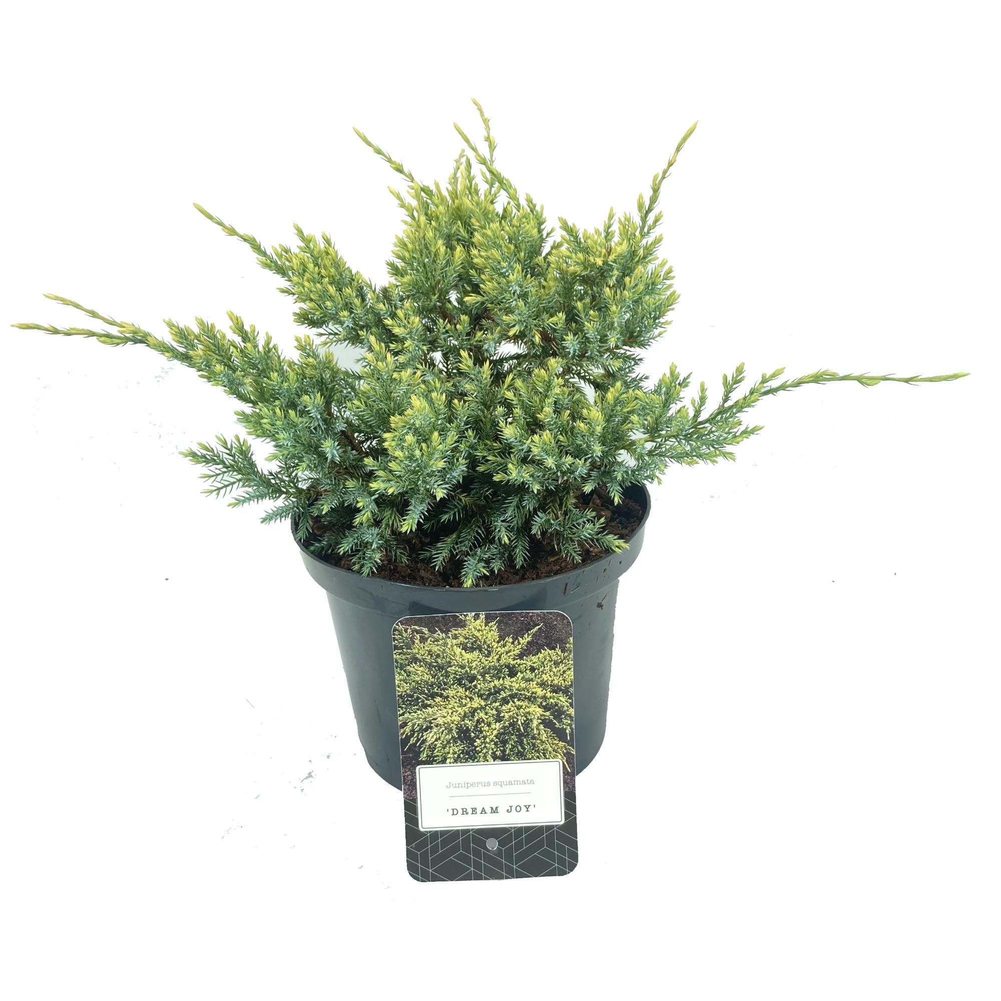 Juniperus squamata 'Dream Joy', D 18