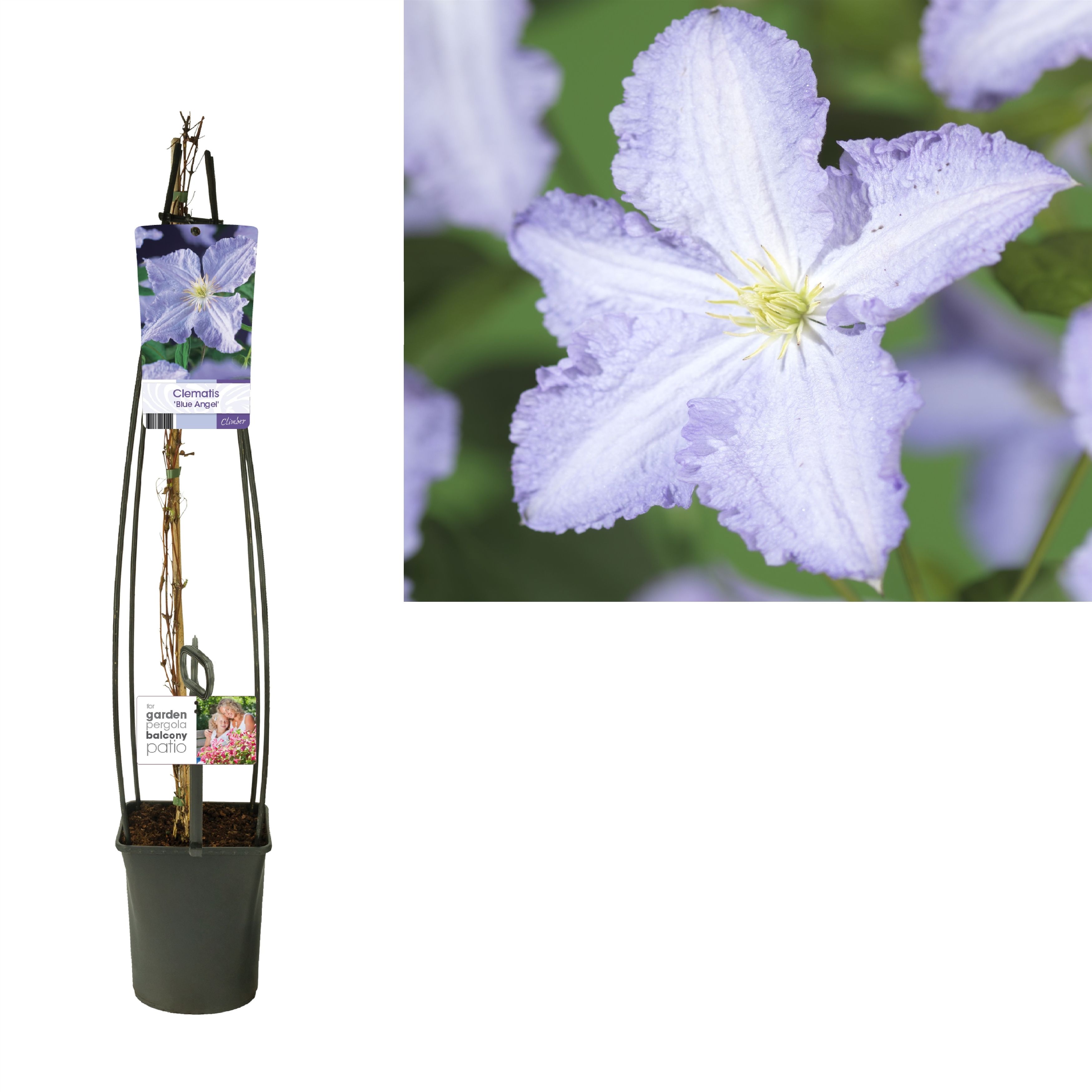 Clematis 'Blue Angel' +light label, D 23