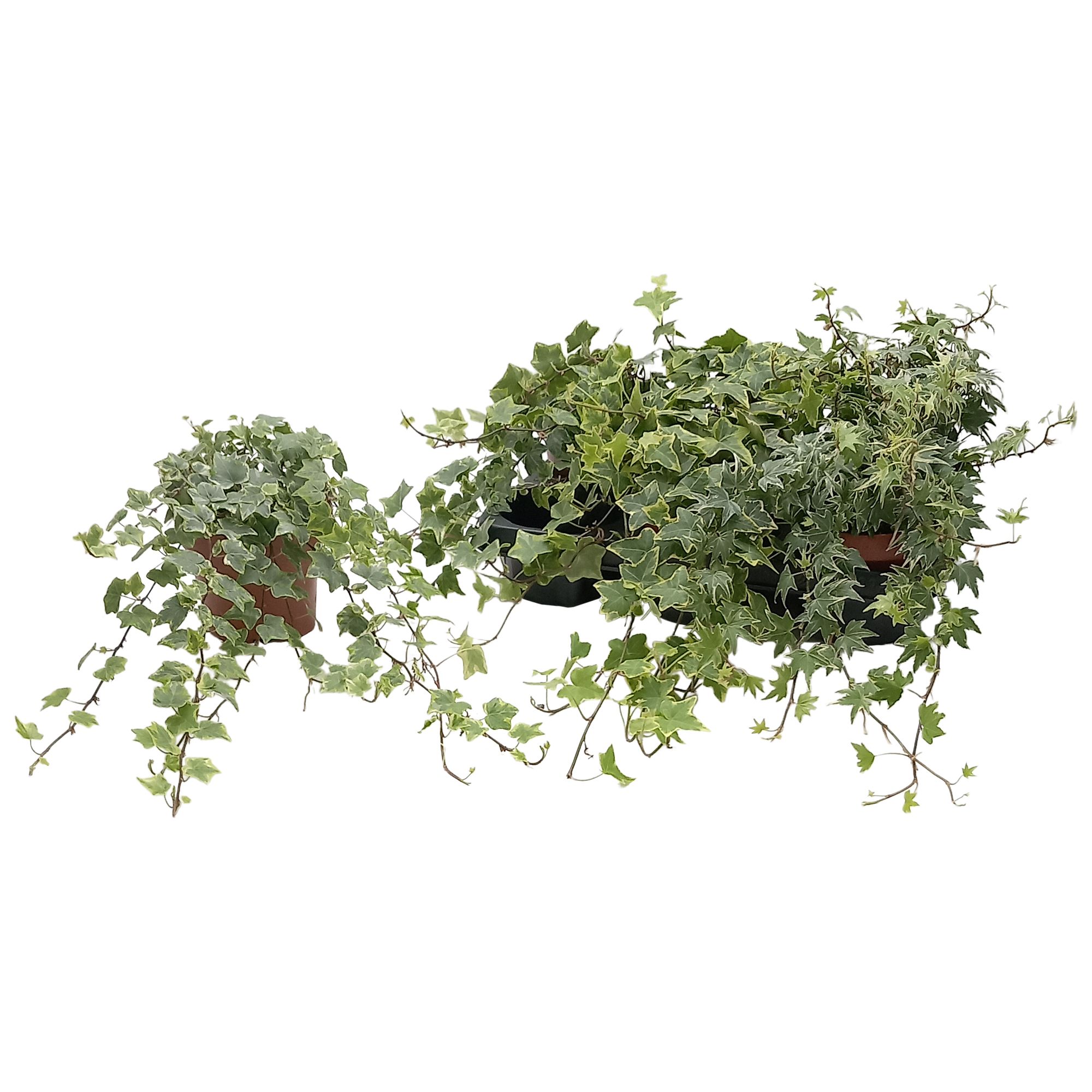 Hedera helix bont gemengd, D 13