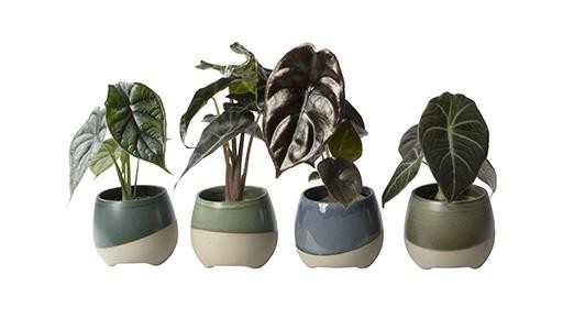 Alocasia Mix L 65649, D 6