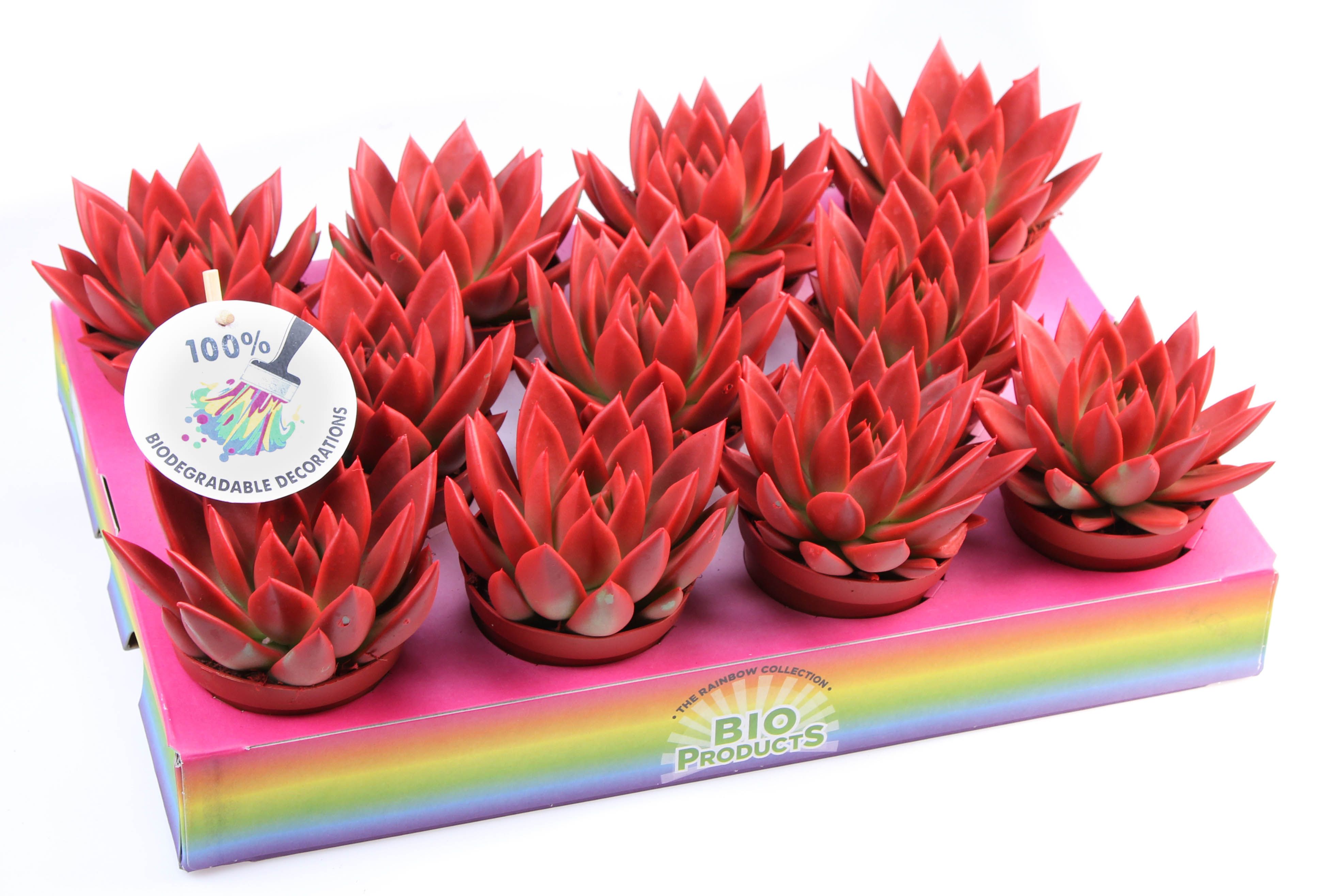 Bio miranda rainbow red, D 8,5