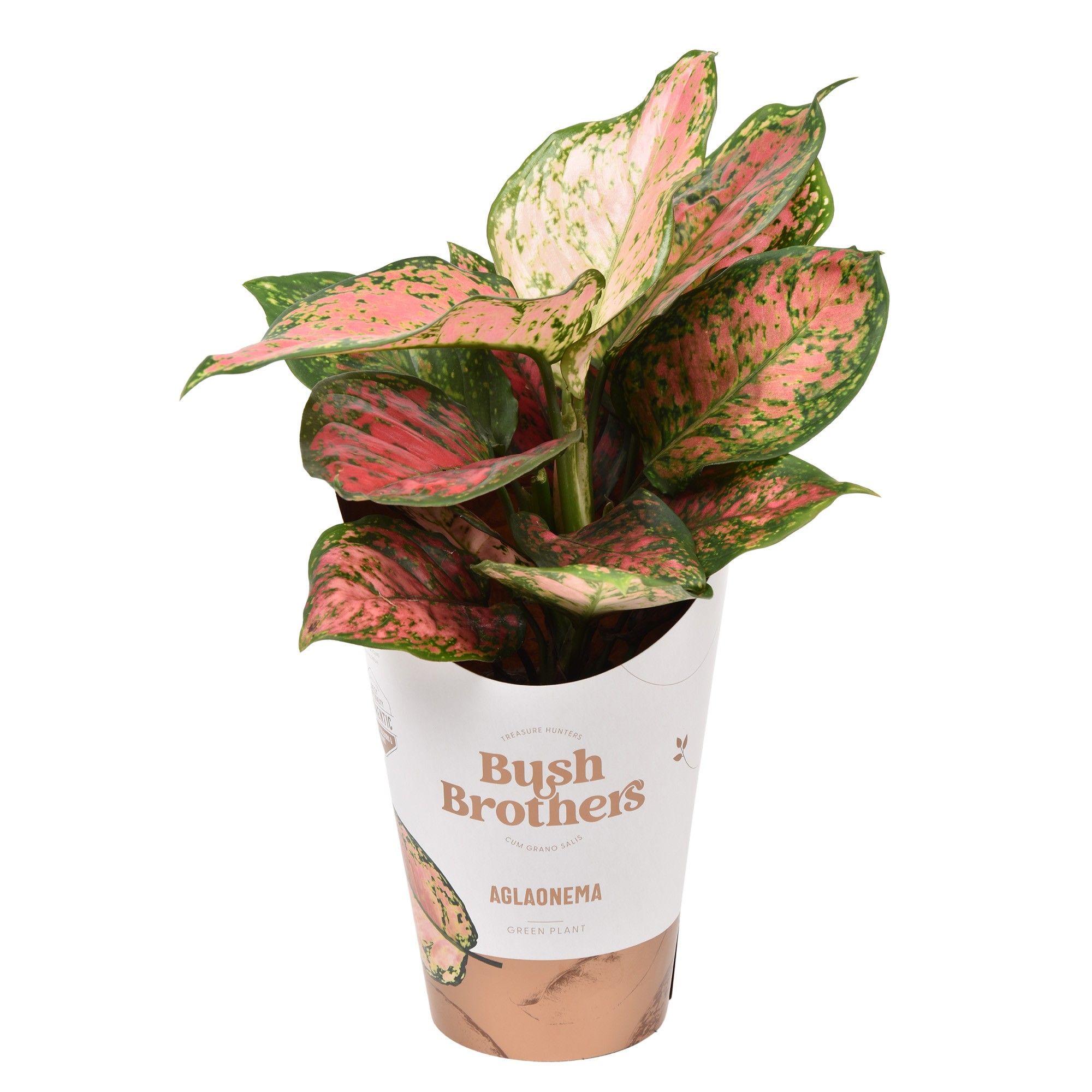 Aglaonema Spotted Star, D 12