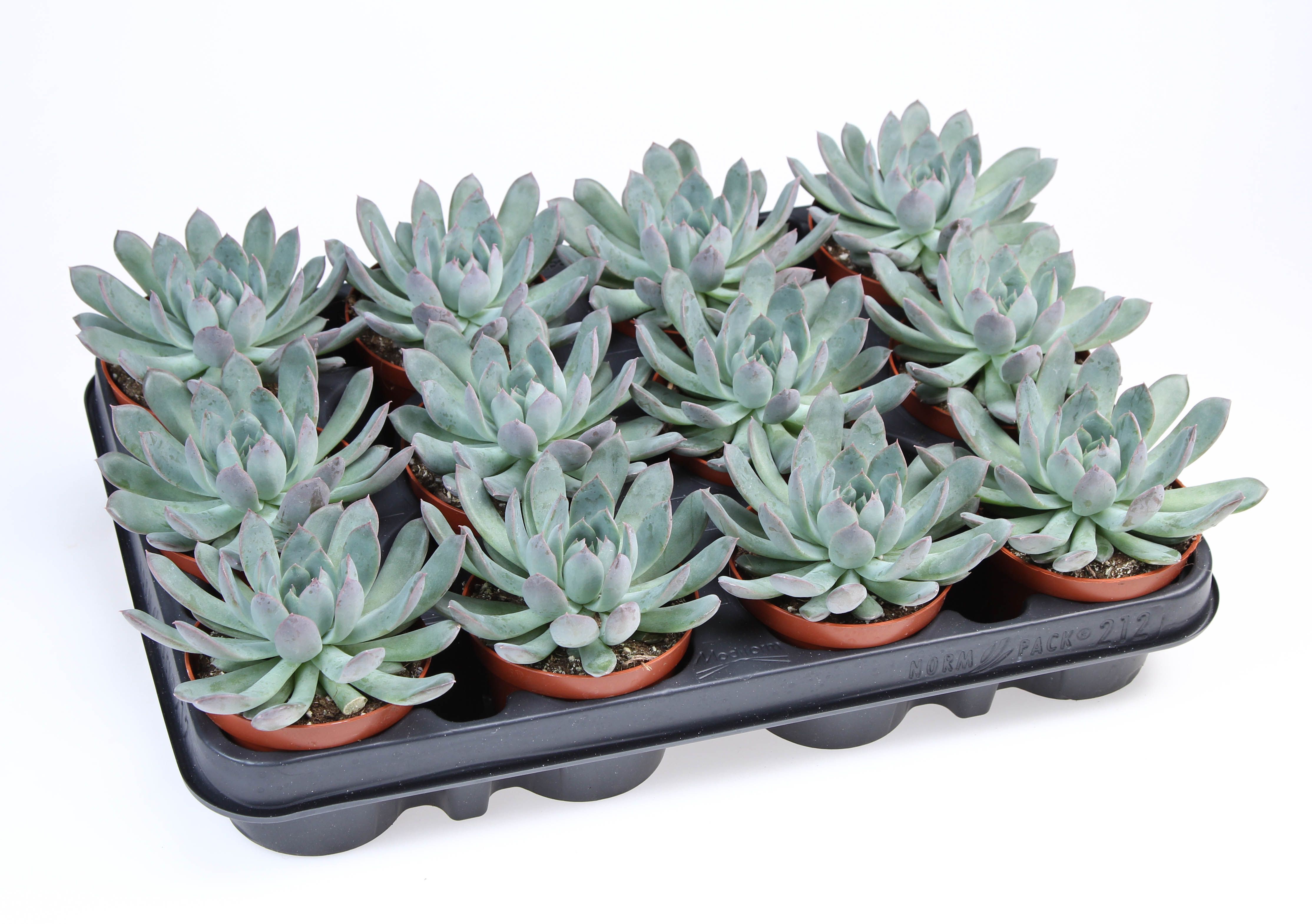 Echeveria Pulidonis, D 8,5