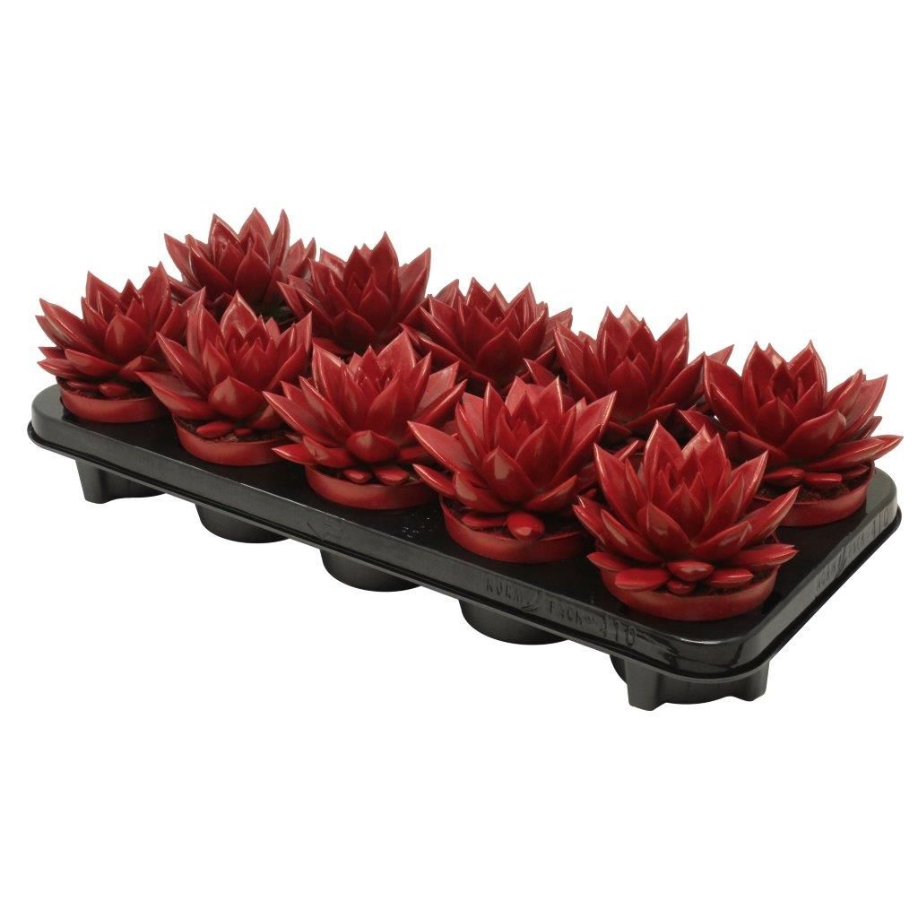 Miranda coloured red, D 10,5