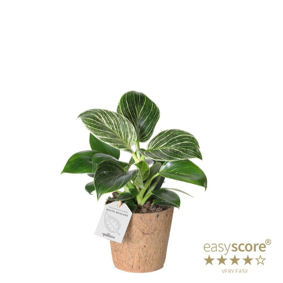 Philodendron ´White Measure´ - COCOZ, D 11