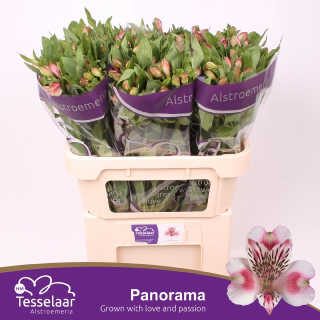 Альстромерия Панорама (бел.-роз.), шт.