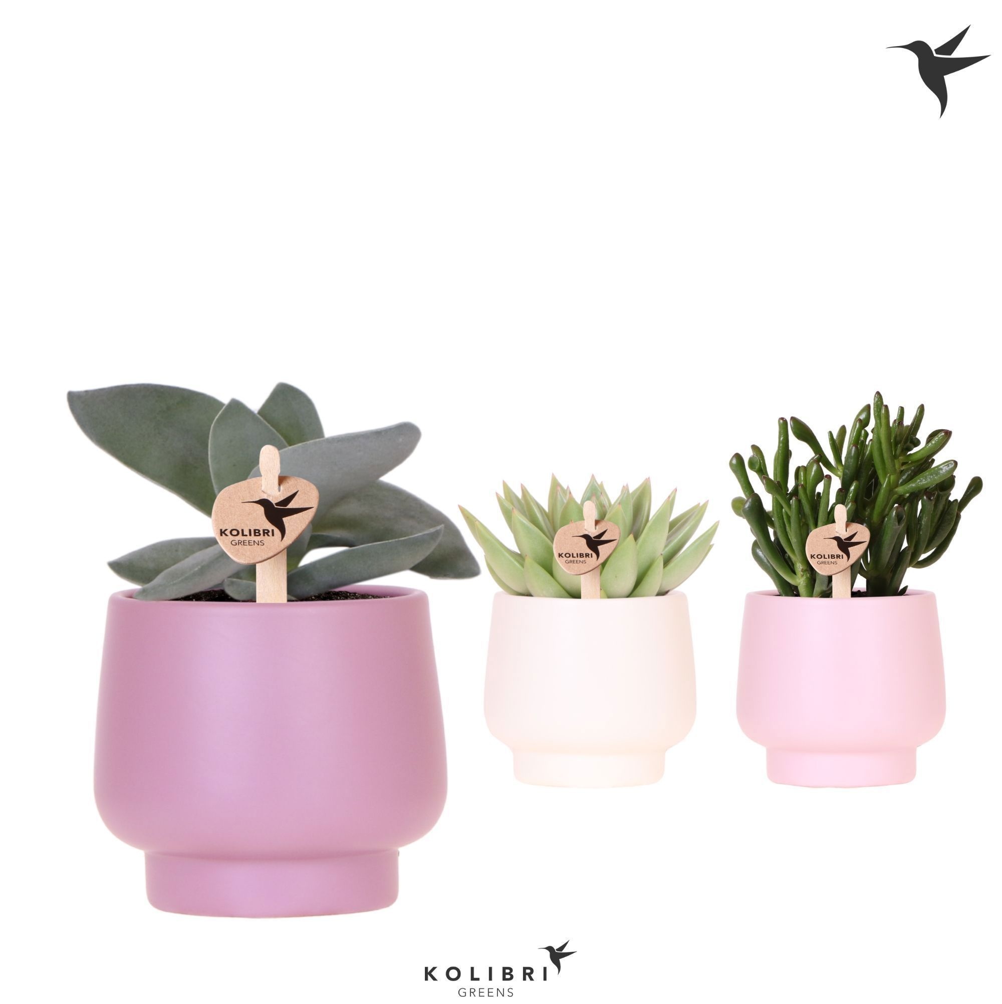 Kolibri Greens Succulenten mix in Scandic pot pink mix, D 9
