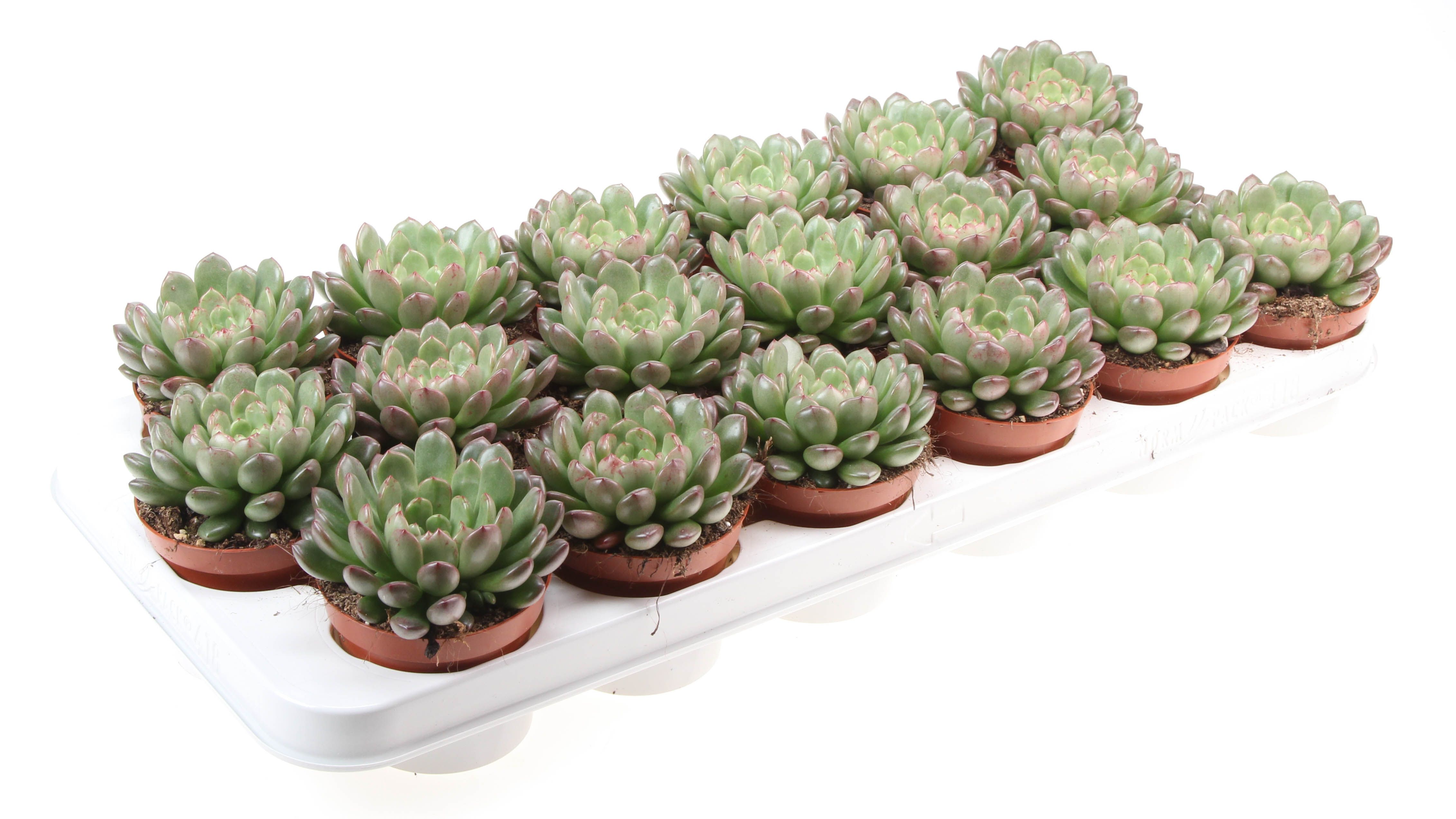 Echeveria Pink Ruby, D 8,5