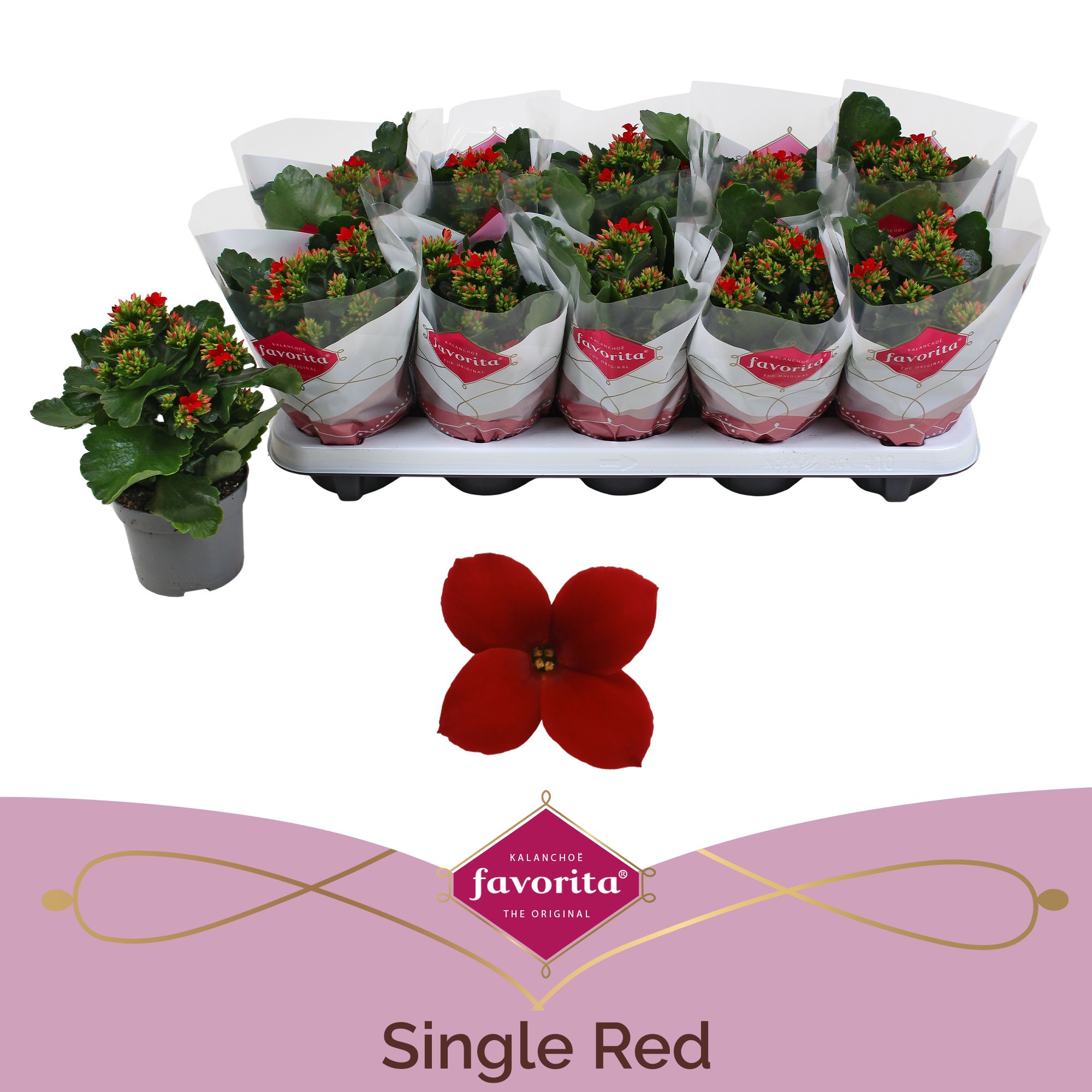 Kalanchoe favorita red stadium 1, D 10,5