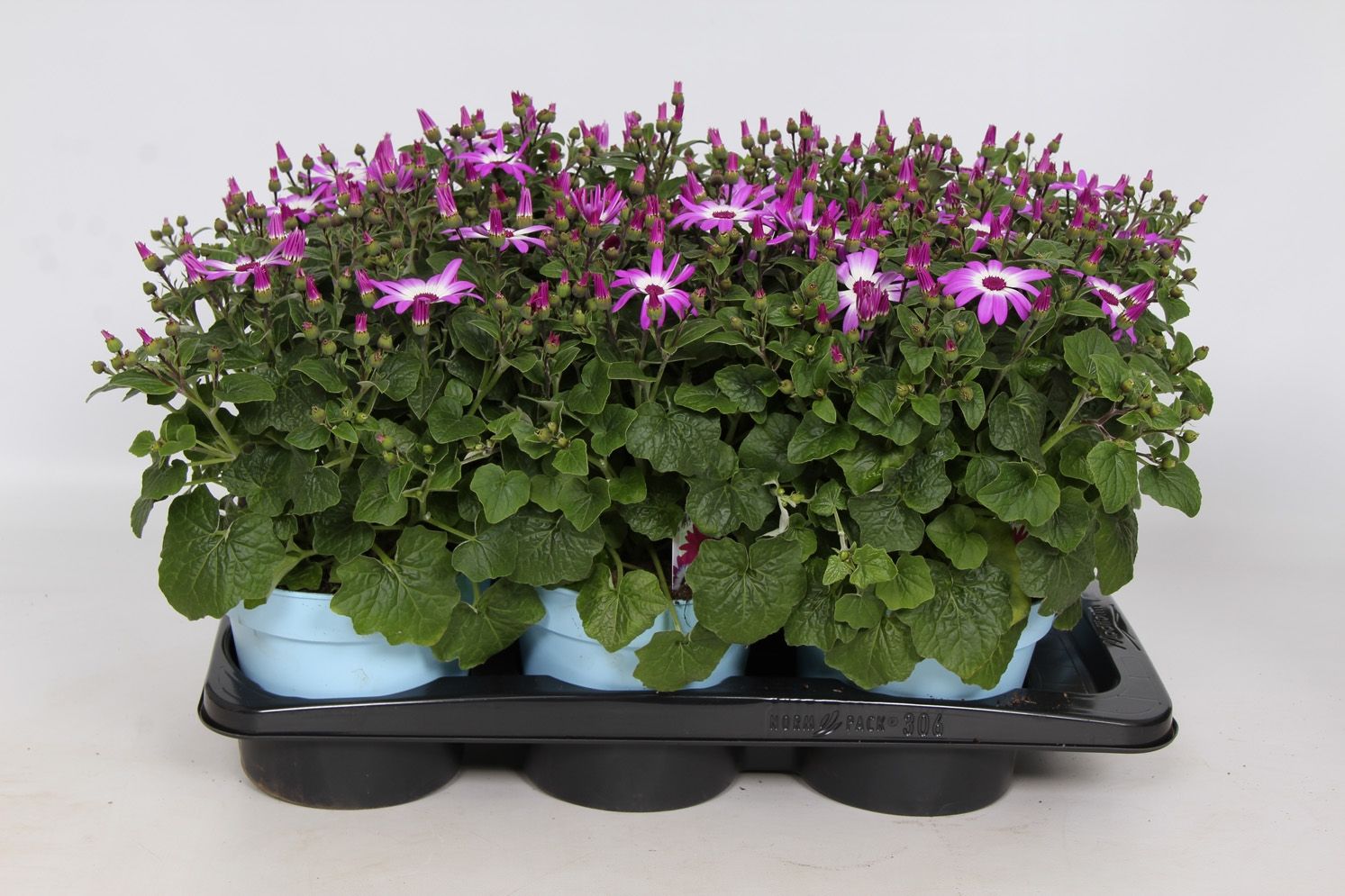 Senetti Magenta Bicolor Pericallis Cruentus Grp - in baby blue pot, D 17