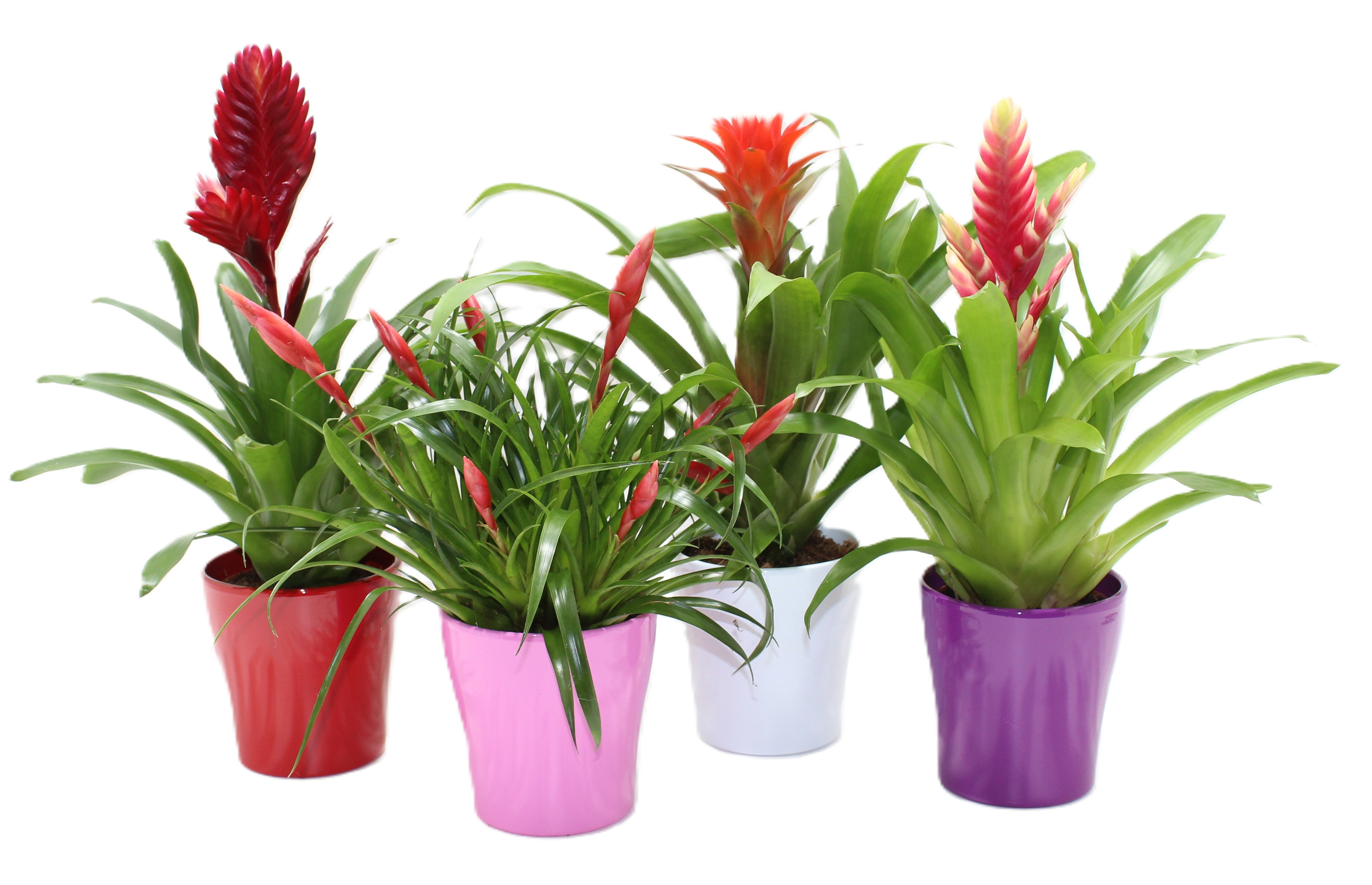 Bromelia Adventure Coco Mix, D 12