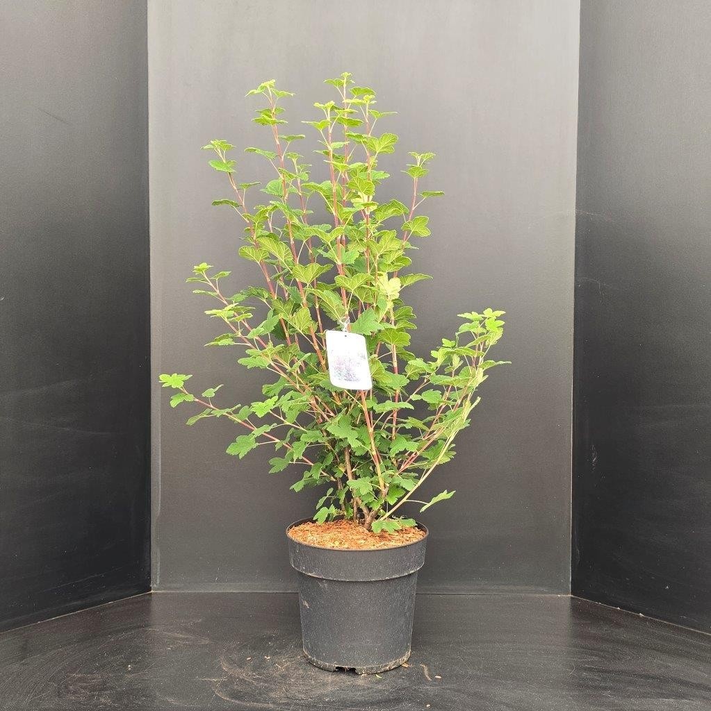 Ribes sanguineum King Edward VII, D 29