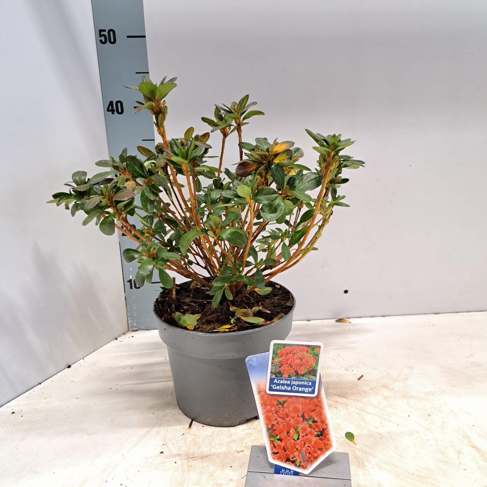 Rhododendron (AJ) 'Geisha Orange', D 19