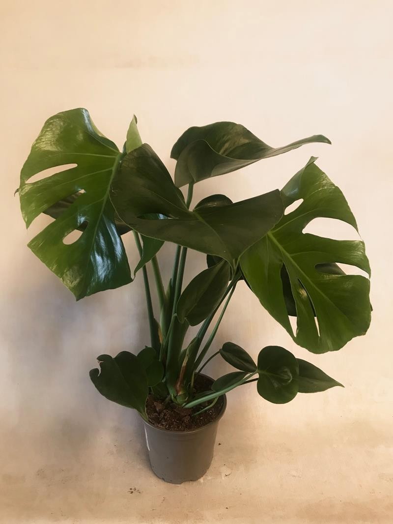 MONSTERA DELICIOSA, D 13