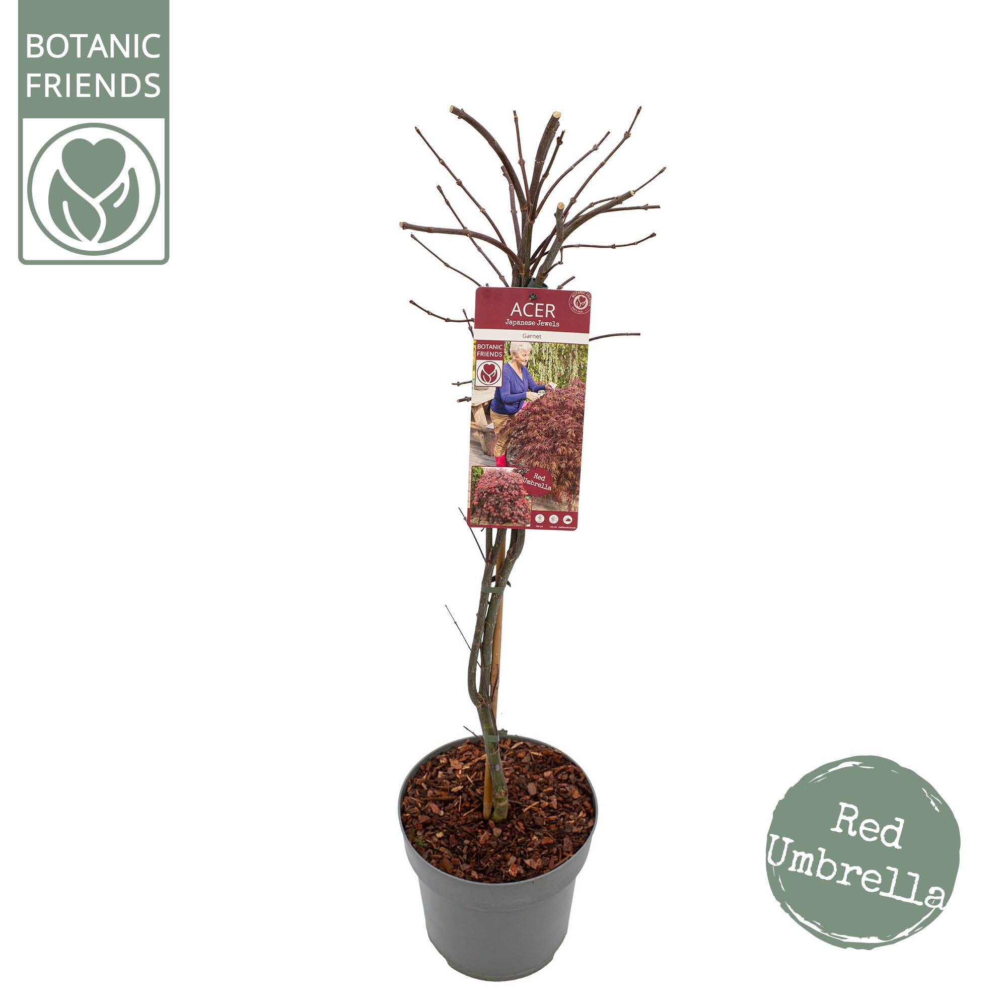 Acer palm. 'Garnet', D 29