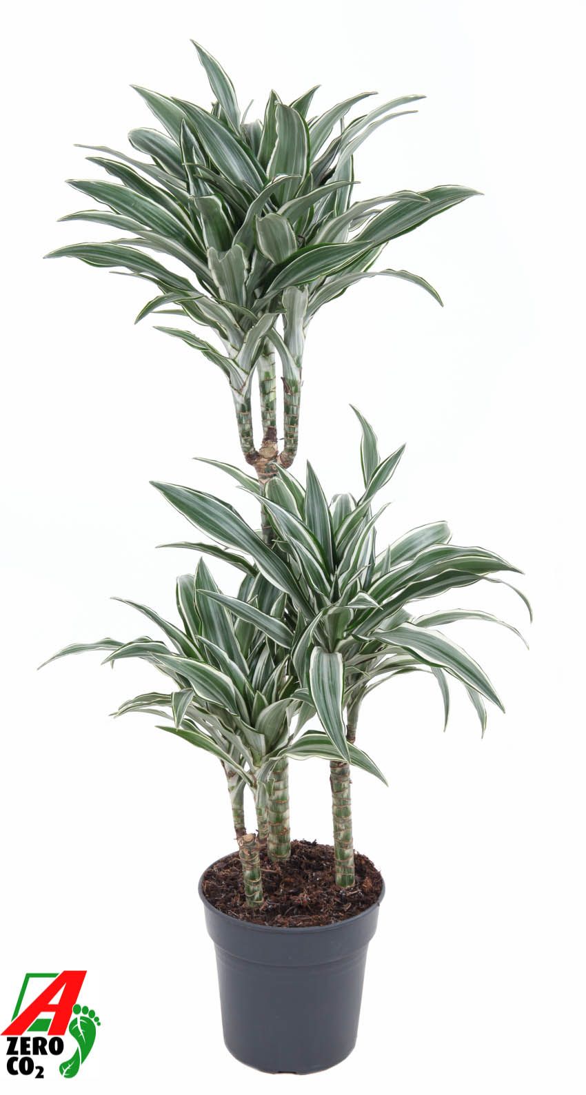 Dracaena White Jewel 60-30-15, D 21