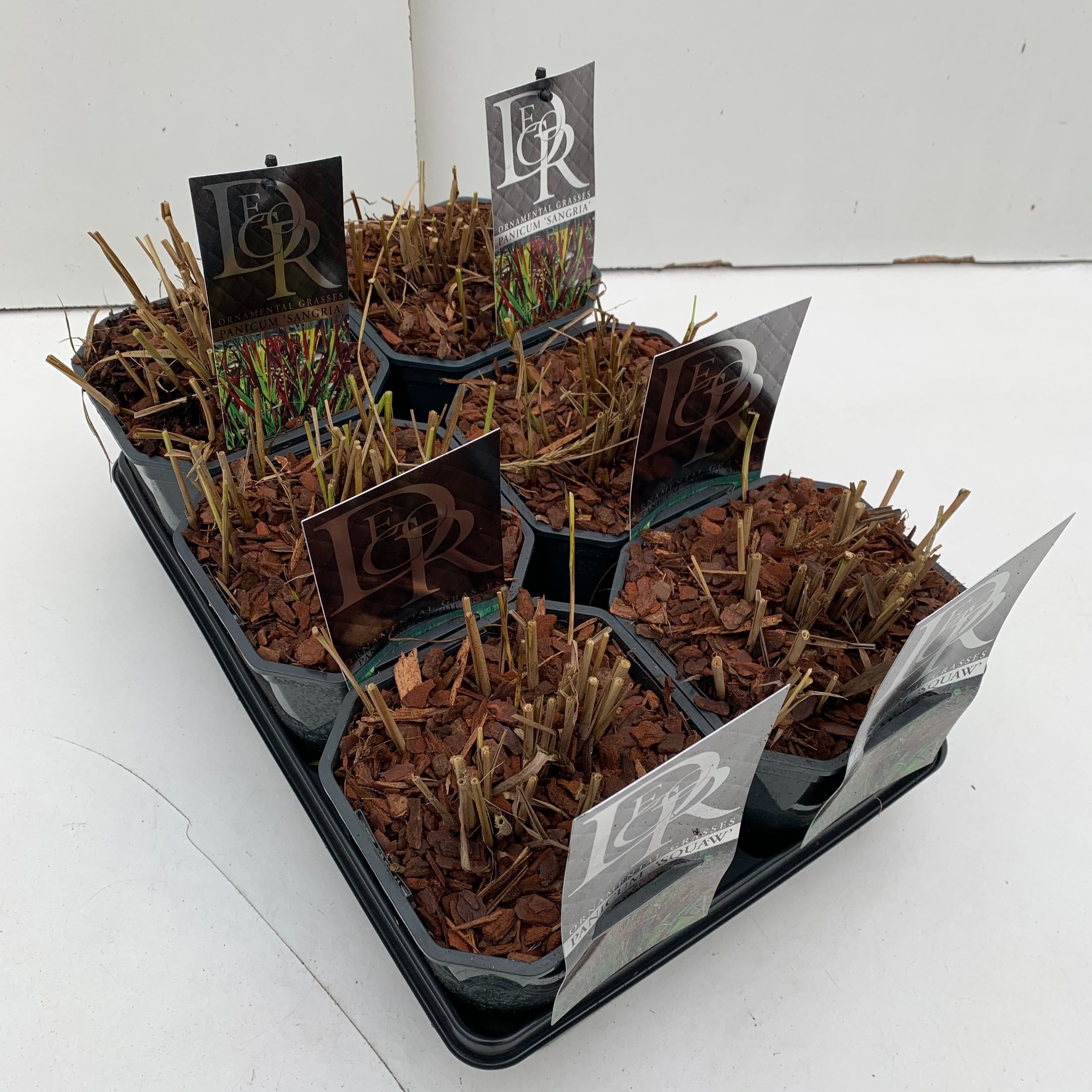 Panicum mix in tray, D 17