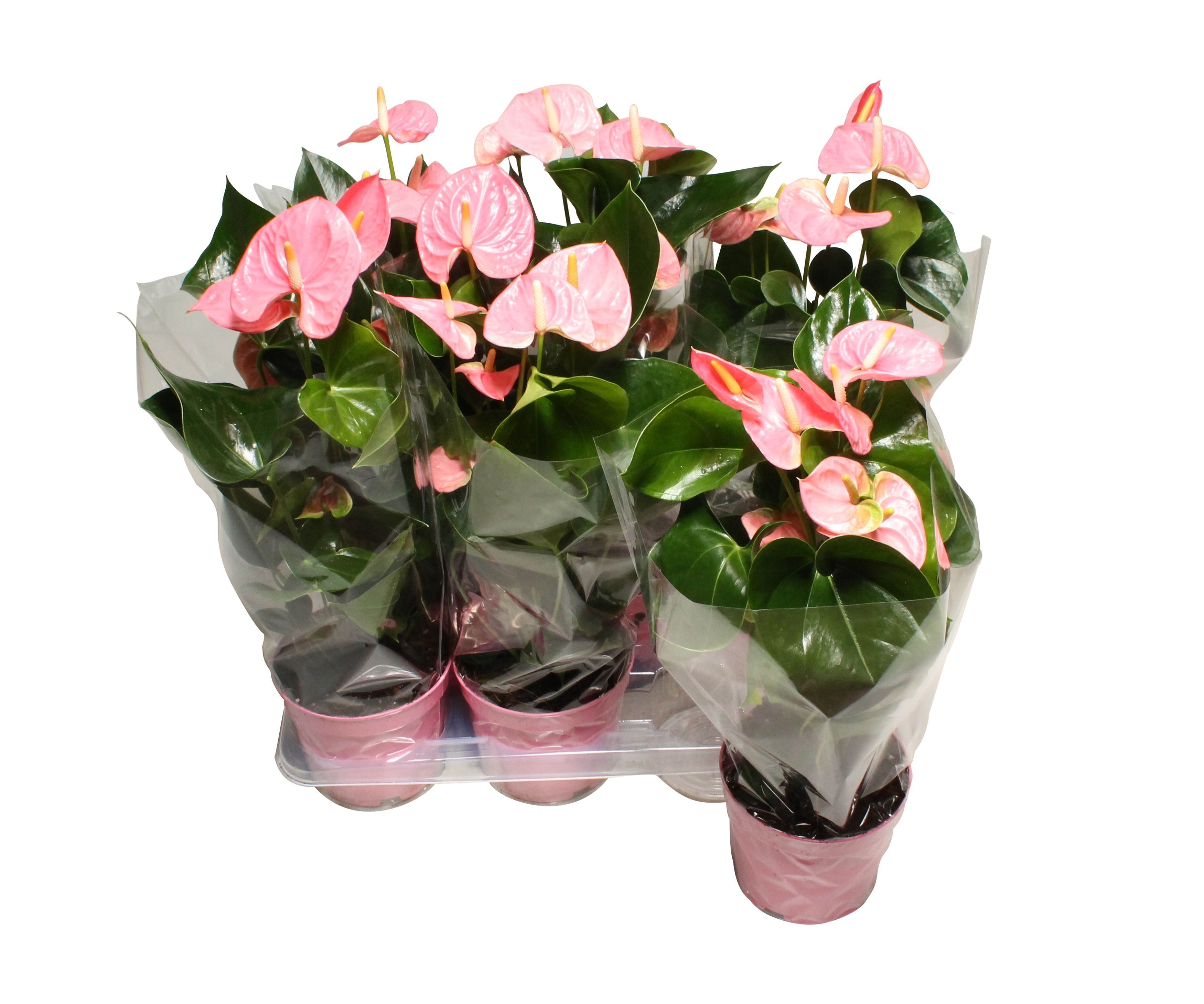 Anthurium XL.61 Sweet Leny 17cm, D 17