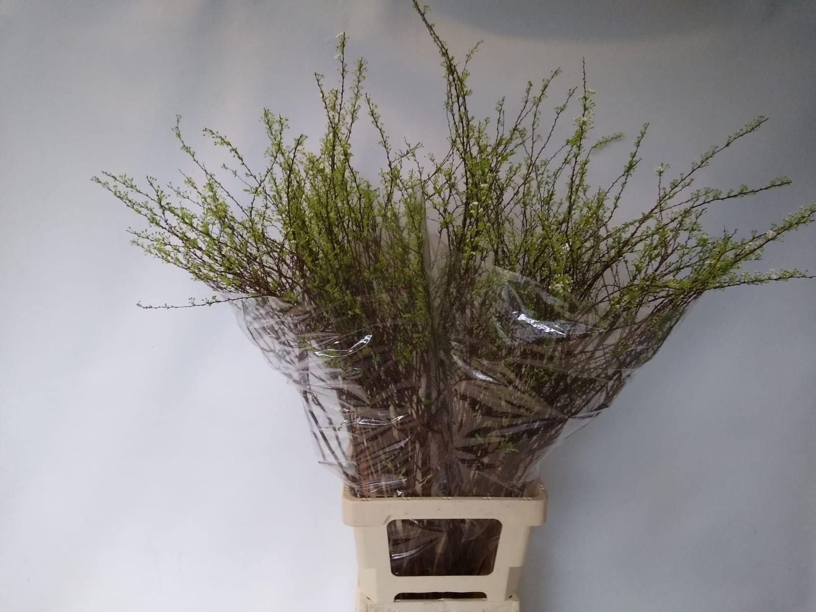 Спирея Грефшейм 85 (бел.), шт.