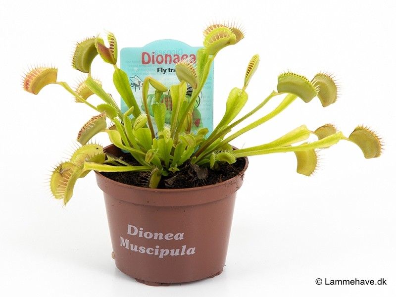DIONAEA MUSCIPULA 123, D 9