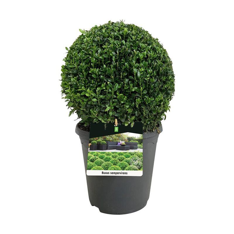 Buxus sempervirens, D 23