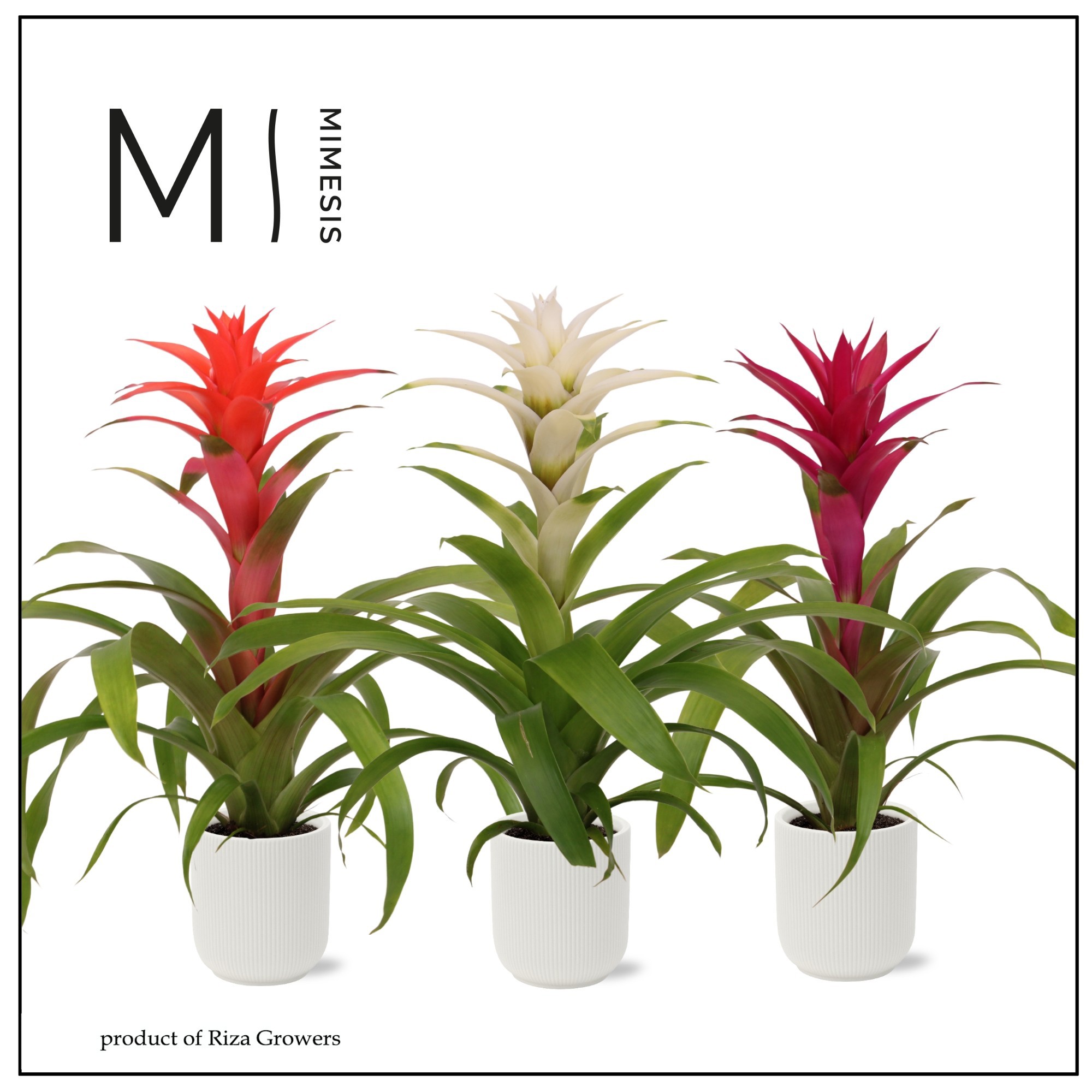 Guzmania Charming - 12cm in Atlanta White | Mimesis, D 12