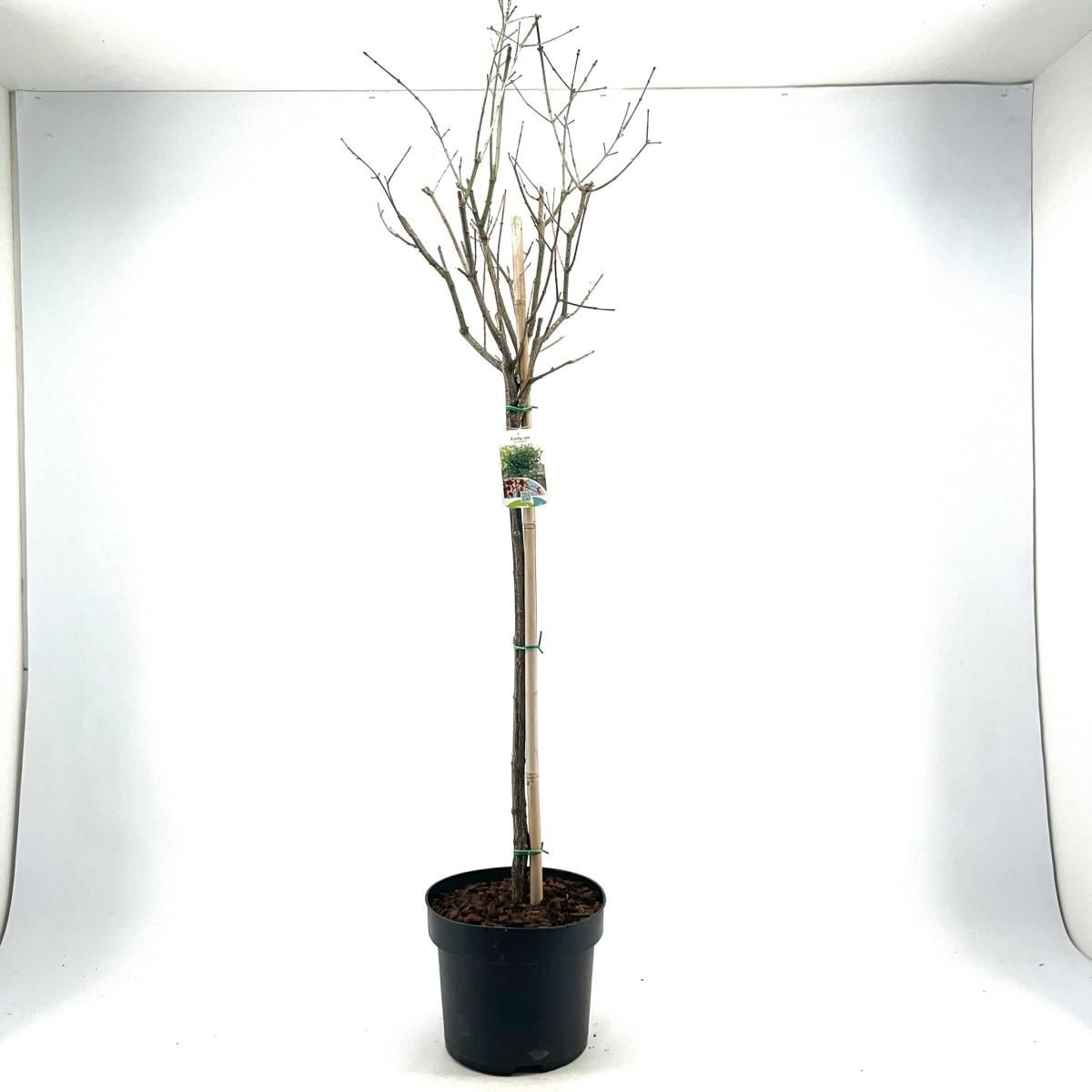 Euonymus europaeus, bol, D 28