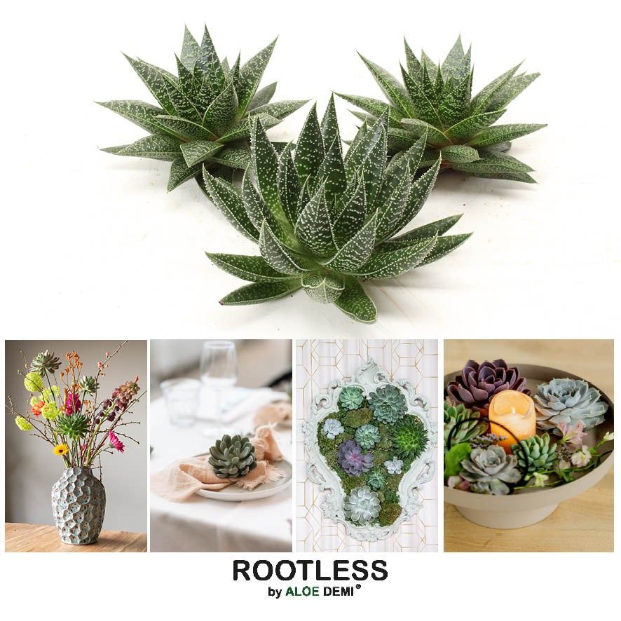 ROOTLESS Gasteria Aloe 12-14 cm, solo, D 13 cm