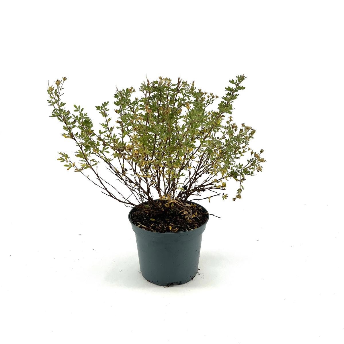 Potentilla f. 'Abbotswood', wit, D 17