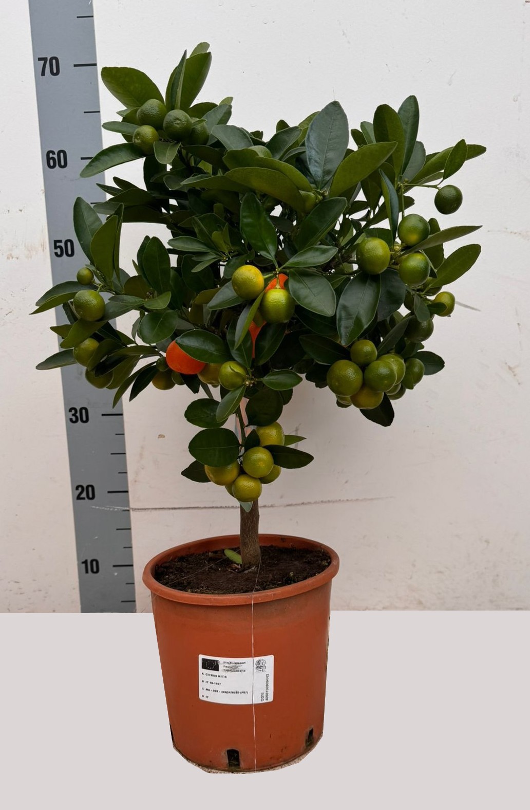 CITRUS MICROCARPA CALAMONDIN, D 21