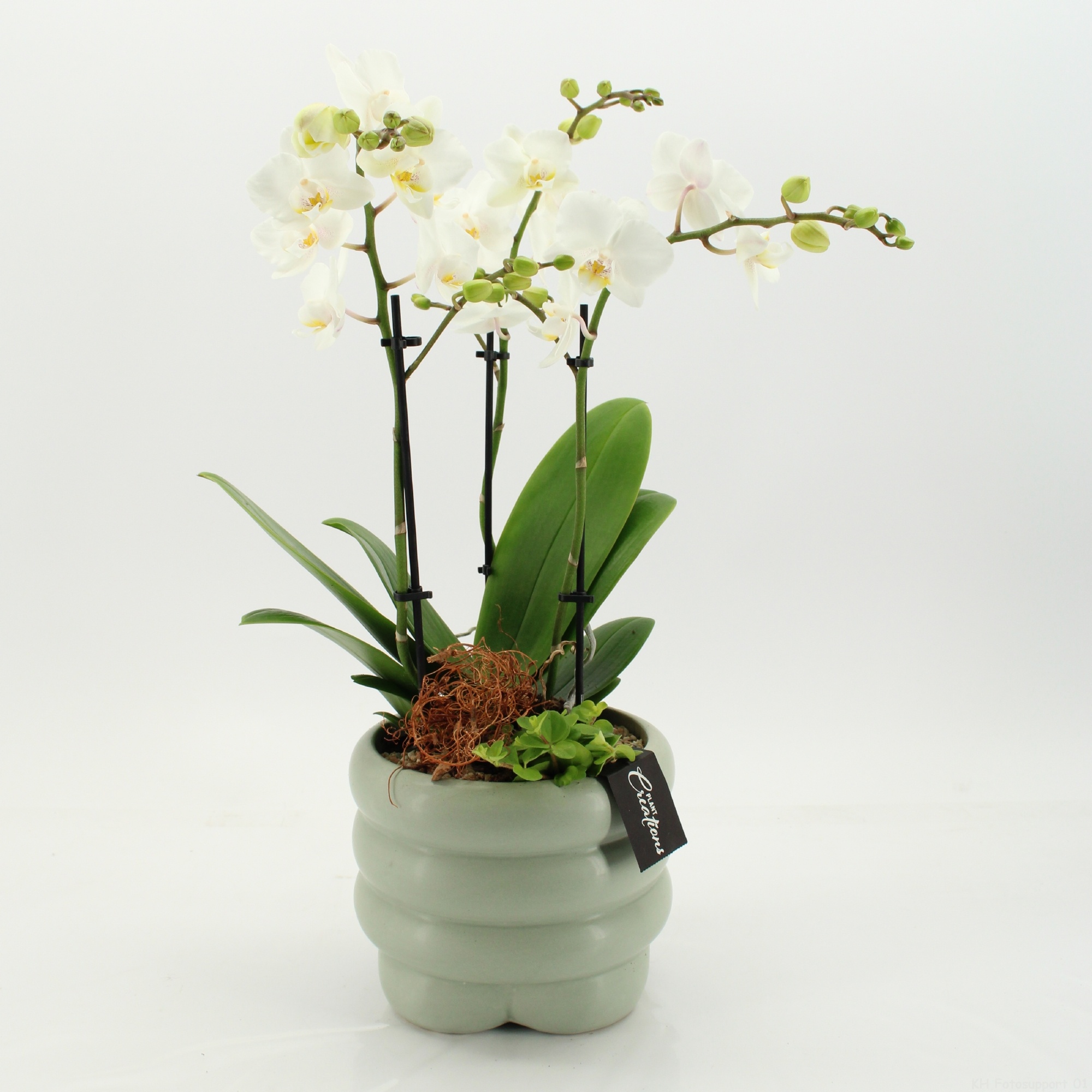 PHAL-2658W Phalaenopsis creatie, D 18