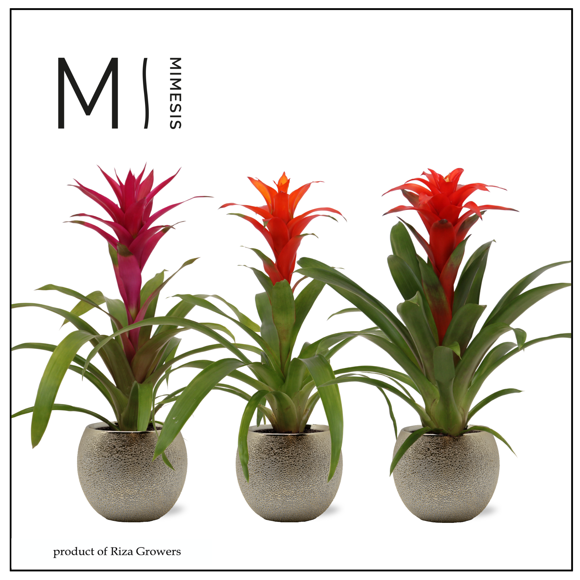 Guzmania Stylish - 12cm in Bolivia Bubble Gold | Mimesis, D 12