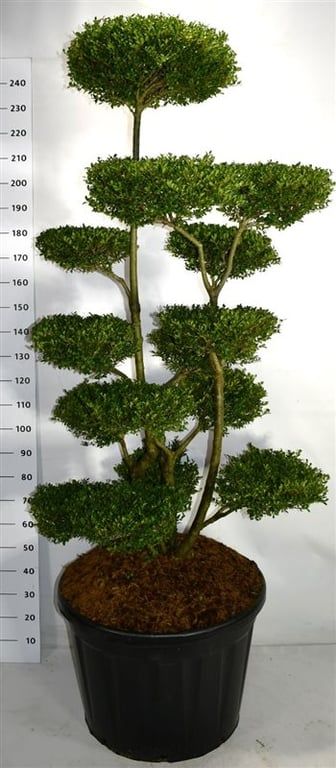 Ilex crenata "Ellipta Convex", D 80