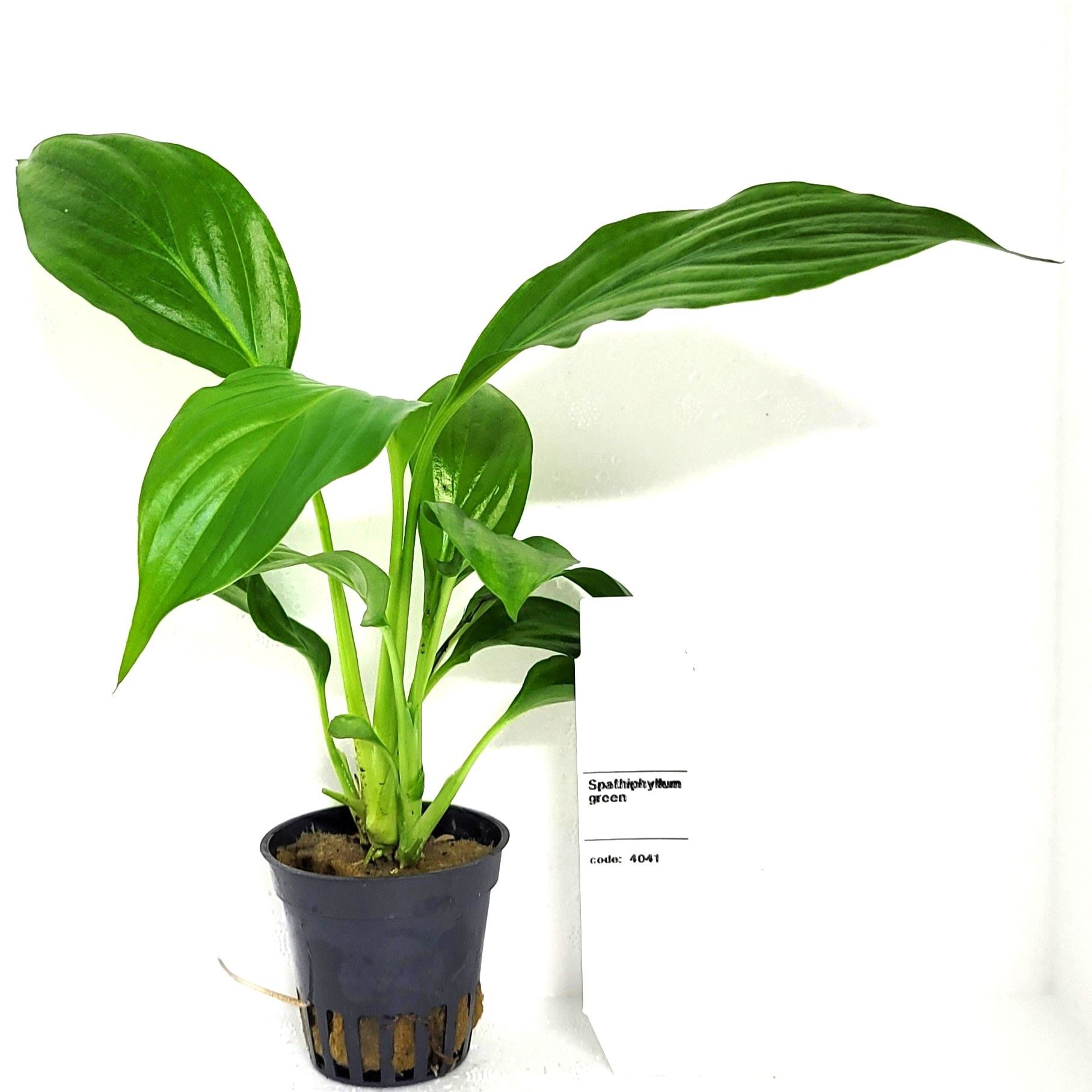 spathiphyllum wallissii, D 5