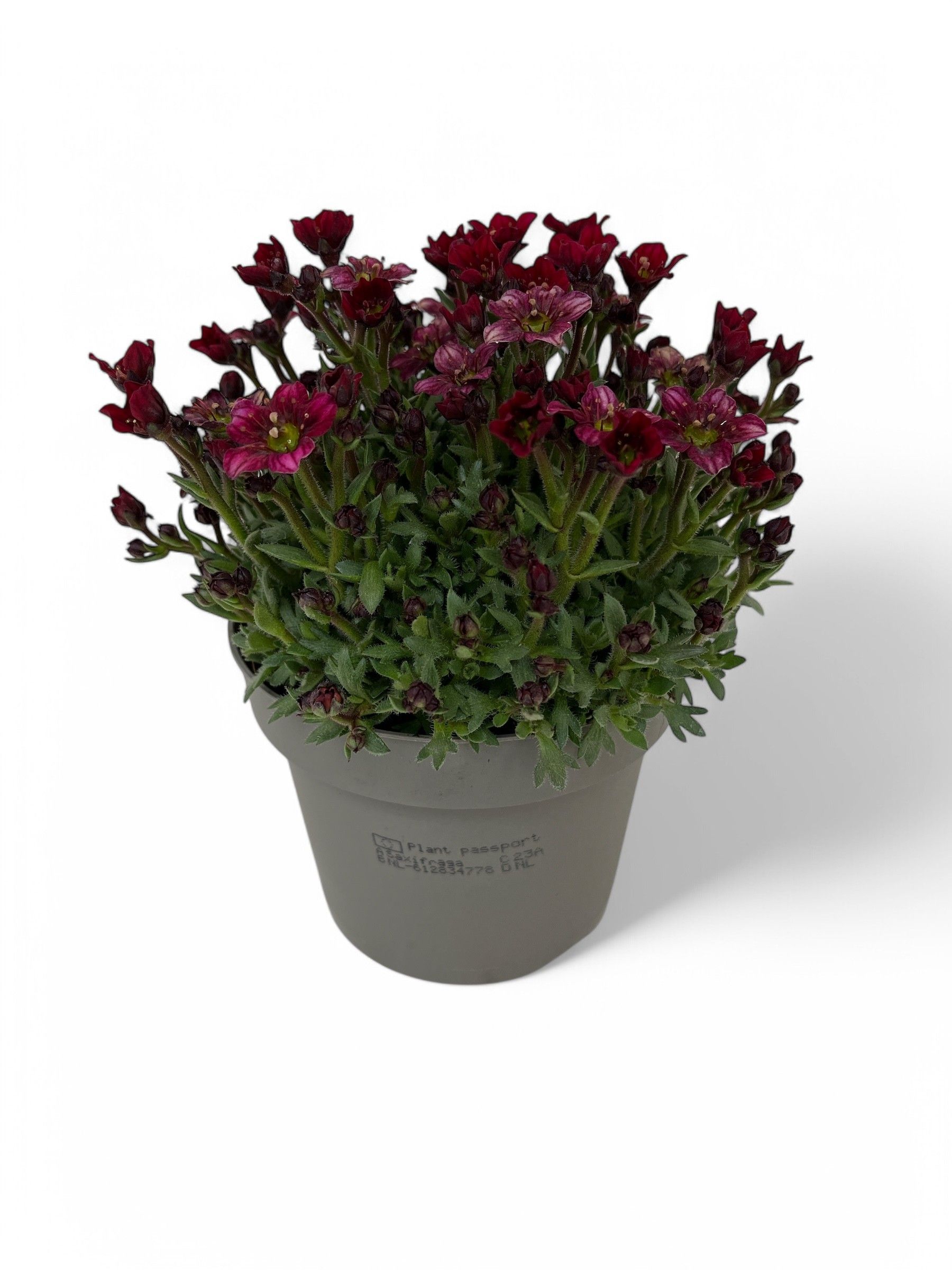 Saxifraga Arendsii Grp Touran Red, D 12