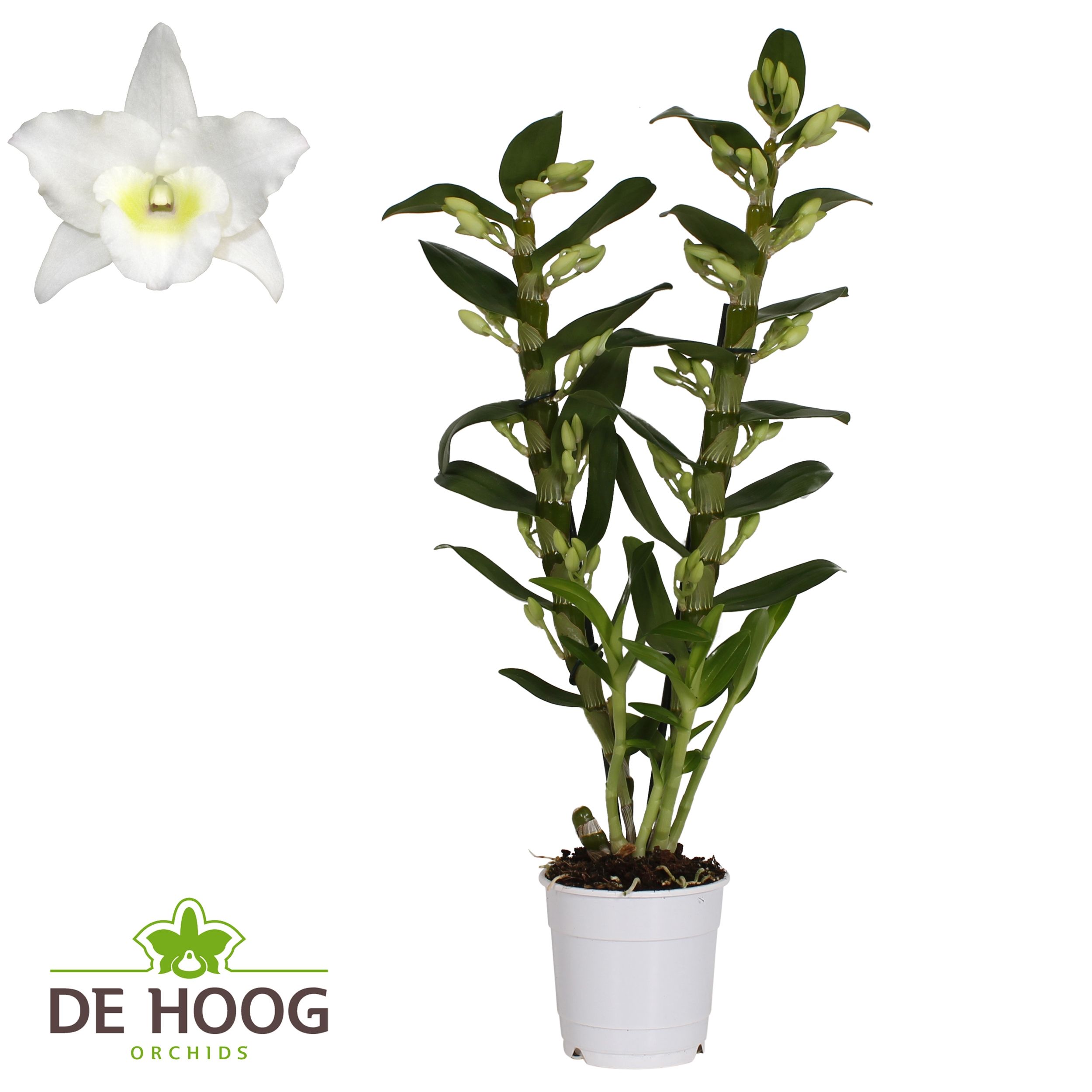 Dendrobium Nobile Apollon 2 stam 18+ tros De Hoog, D 12