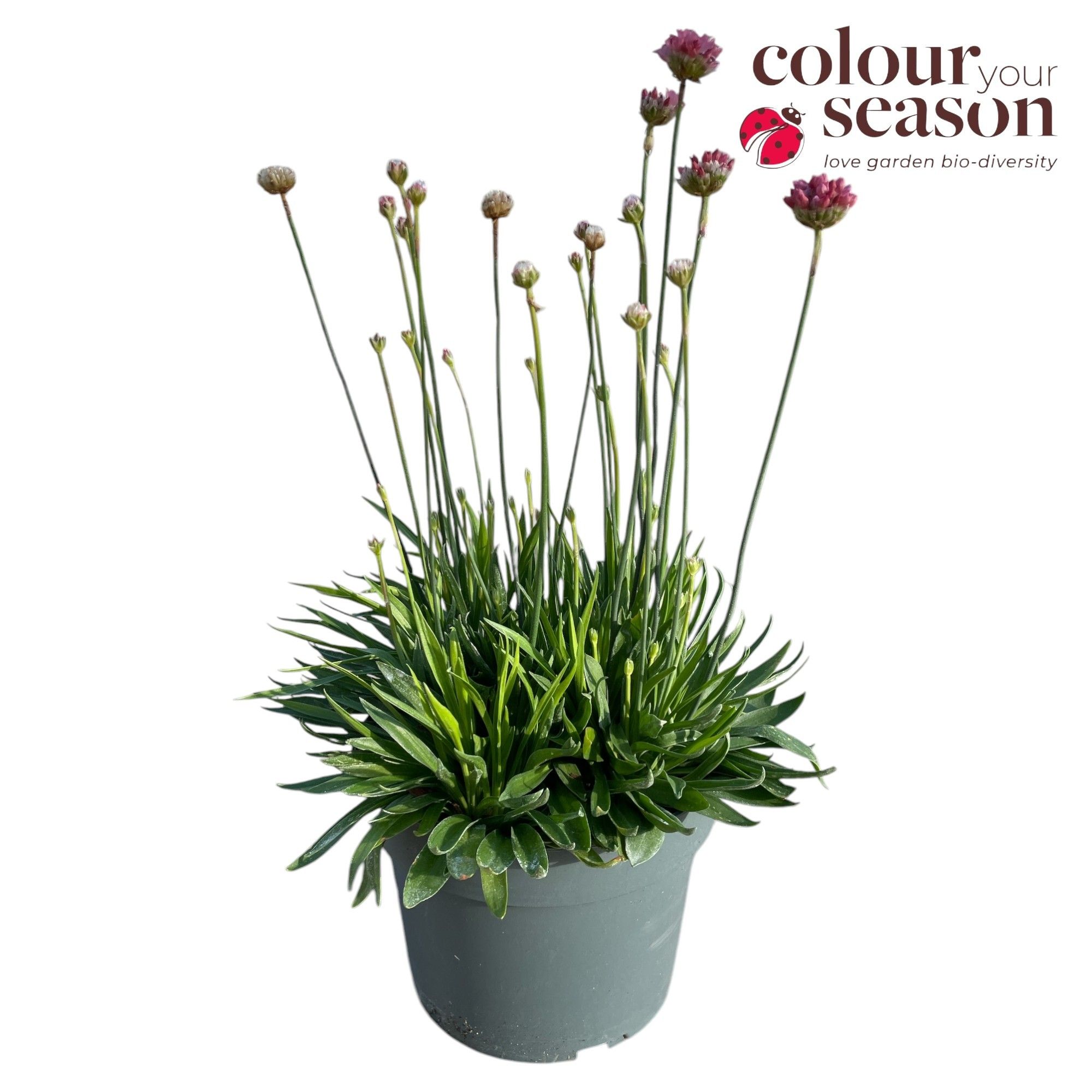 Armeria Ballerina rood P19, D 19