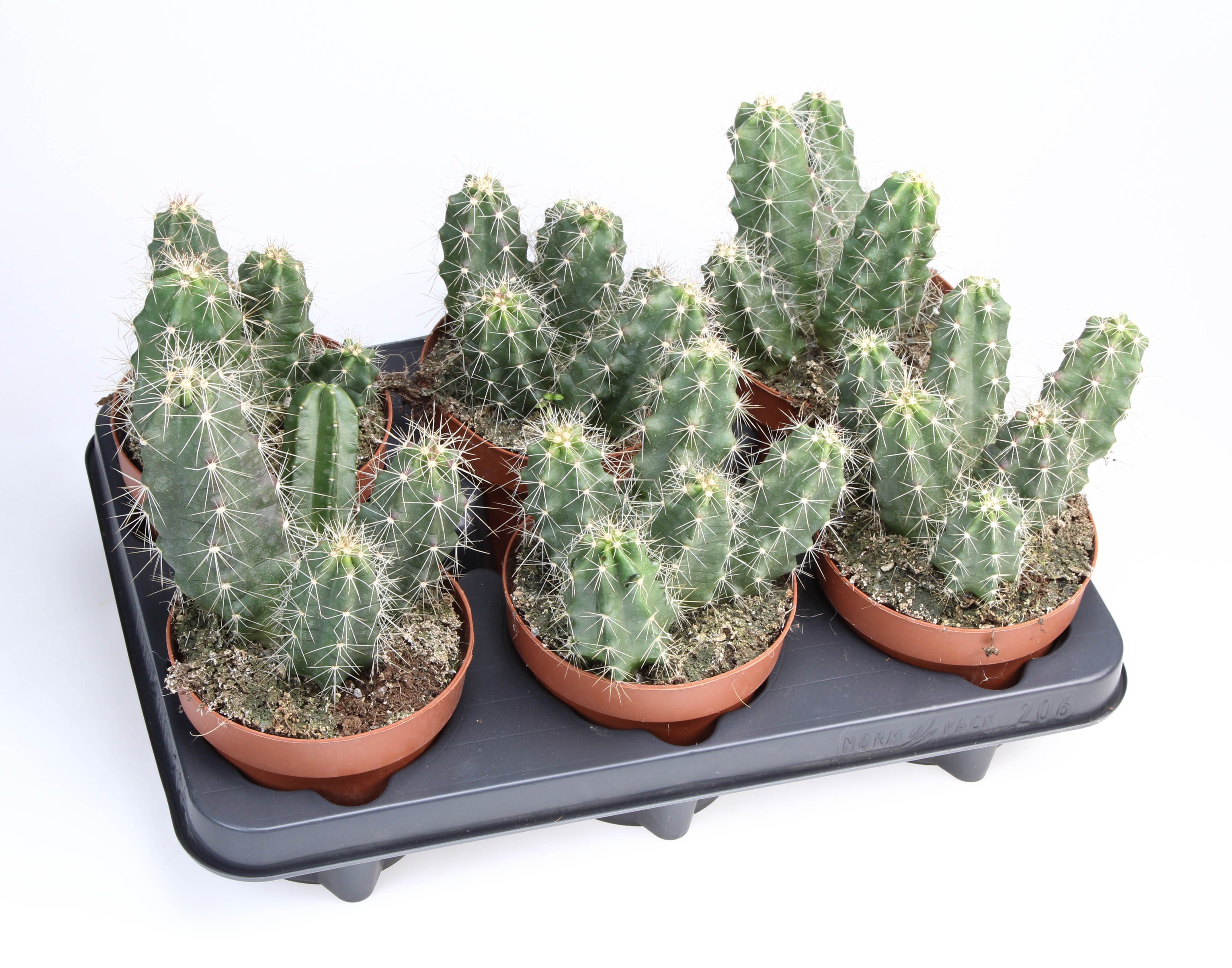 Echinocereus Viereckii, D 12