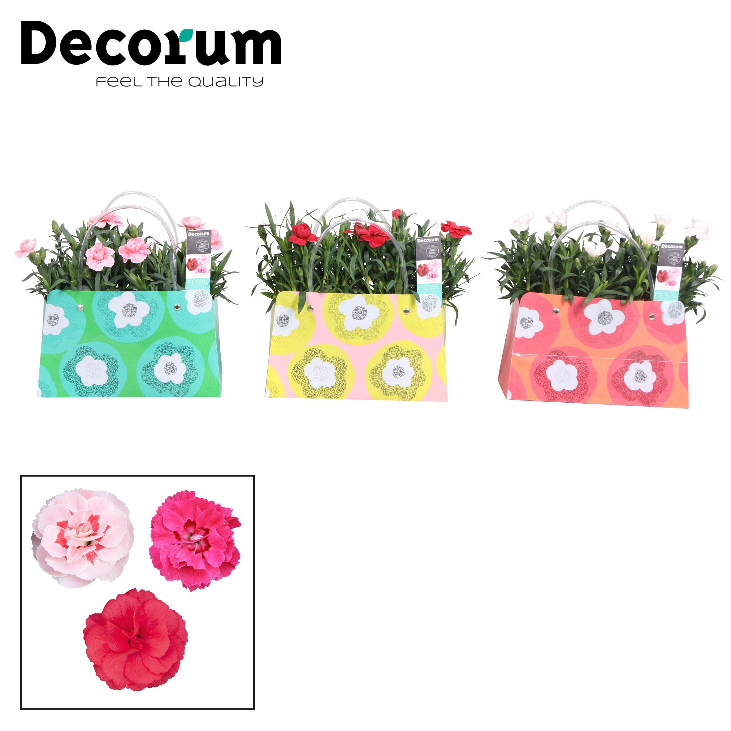 Dianthus - 10,5 cm - Oscar mix in kleurrijke tas - Decorum, D 10,5