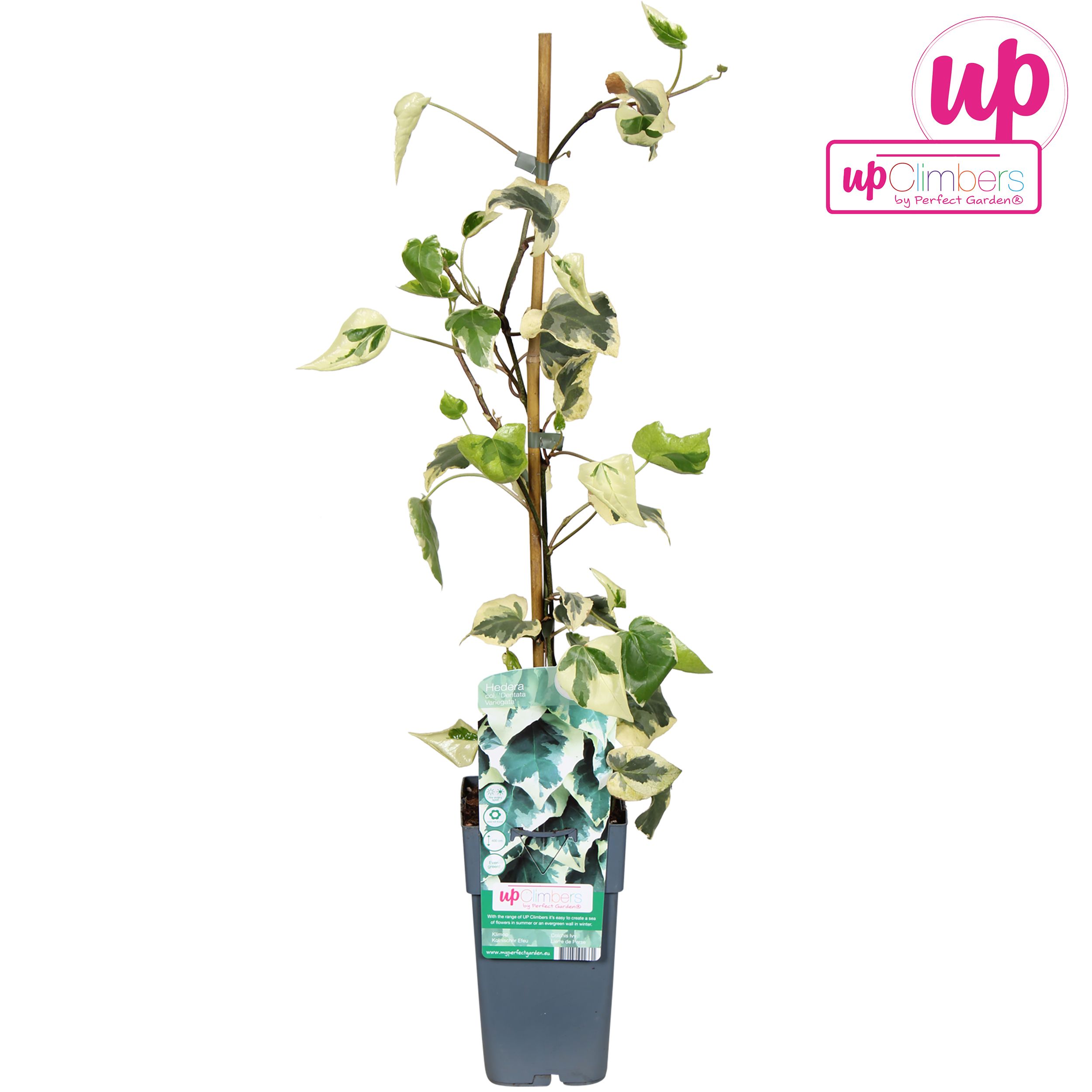 Hedera colchica Dentata Variegata P15, D 15