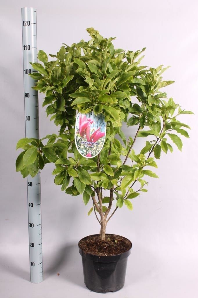 Magnolia 'Susan' geknopt, D 26