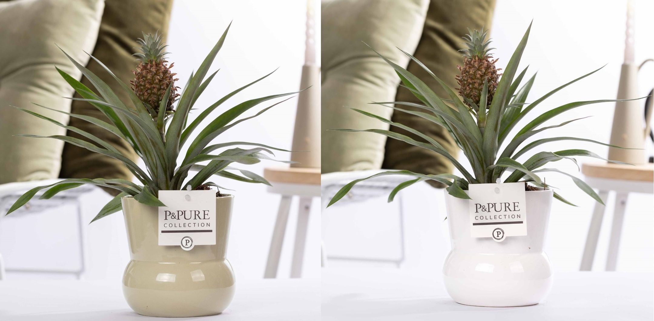 Ananas Rosita in P&PURE Plant Vase Maxima ass. 2, D 12