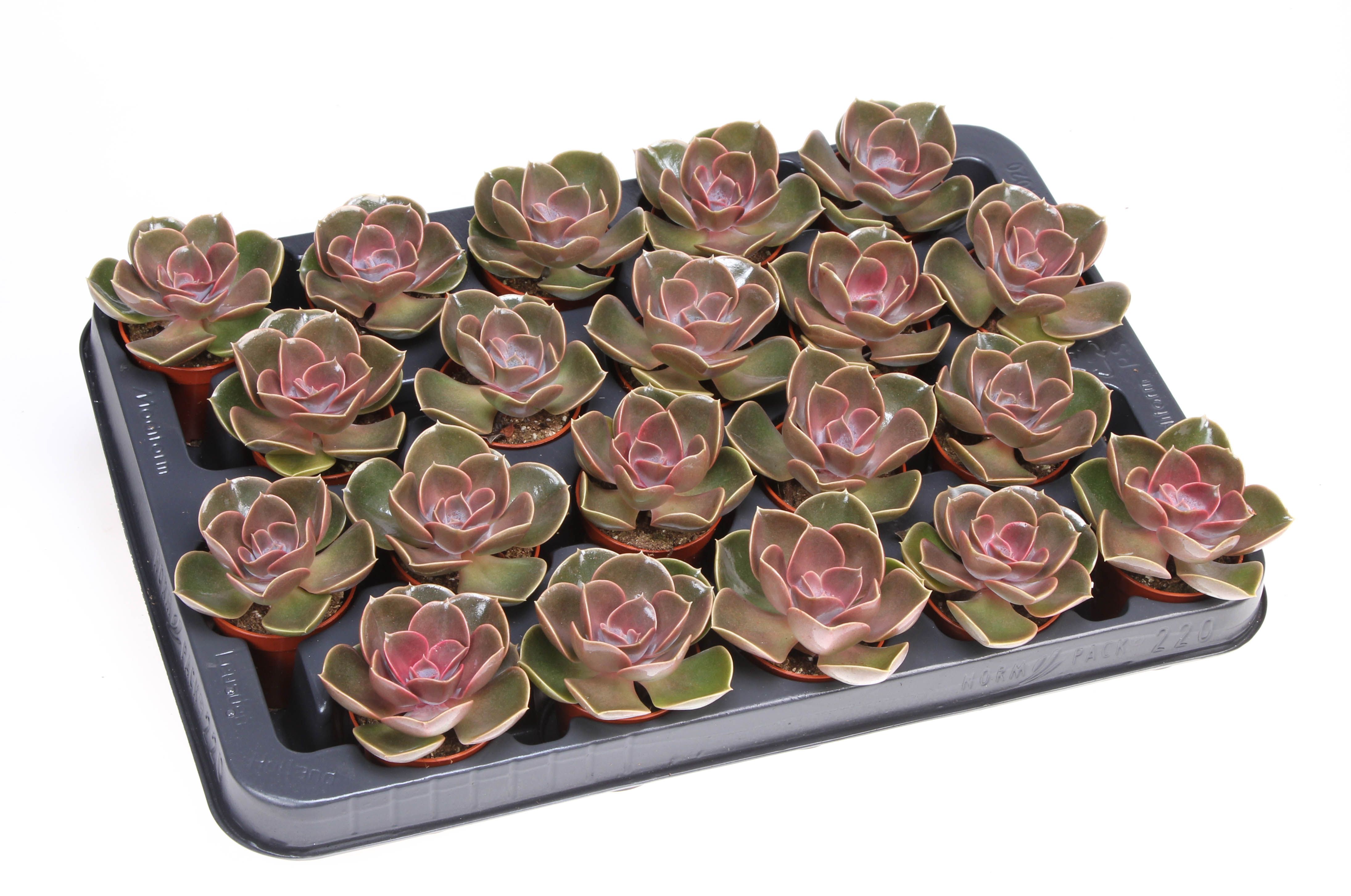 Echeveria magic parel, D 5,5