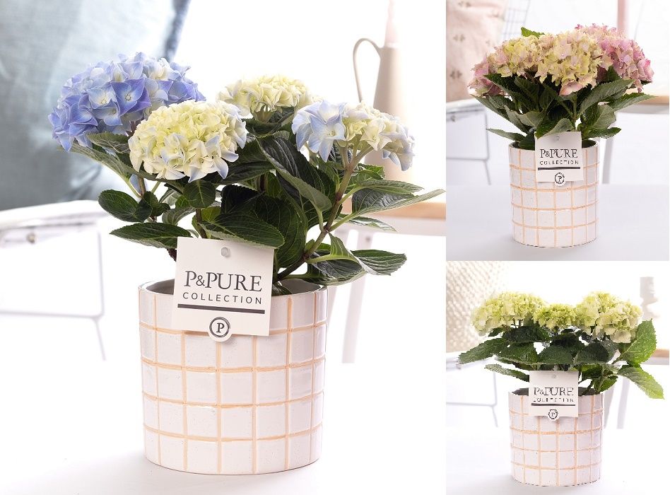 Hydrangea mix in P&PURE Tirza ceramics, D 10