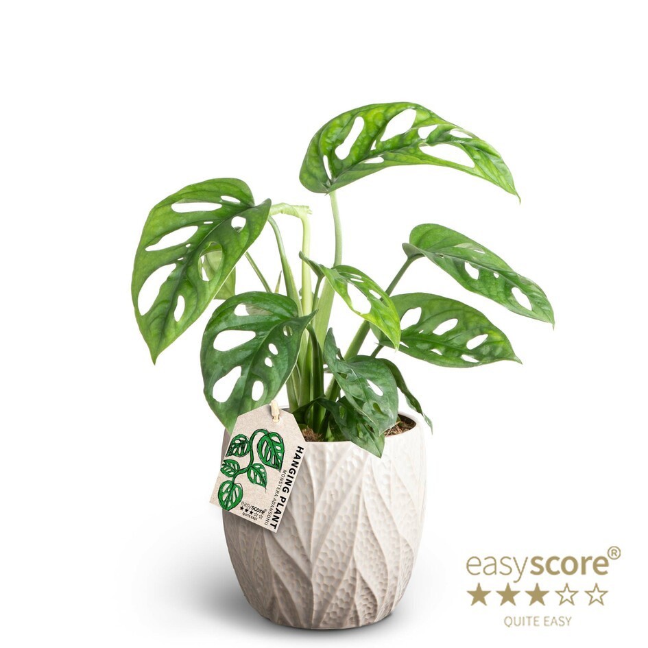 MONSTERA FRIEDRICHSTAHLII 41122037 Leaf Sand Monstera, D 12