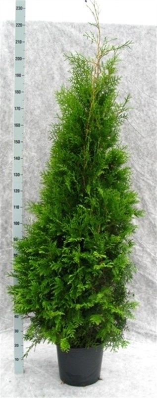 Thuja occidentalis 'Brabant', D 33
