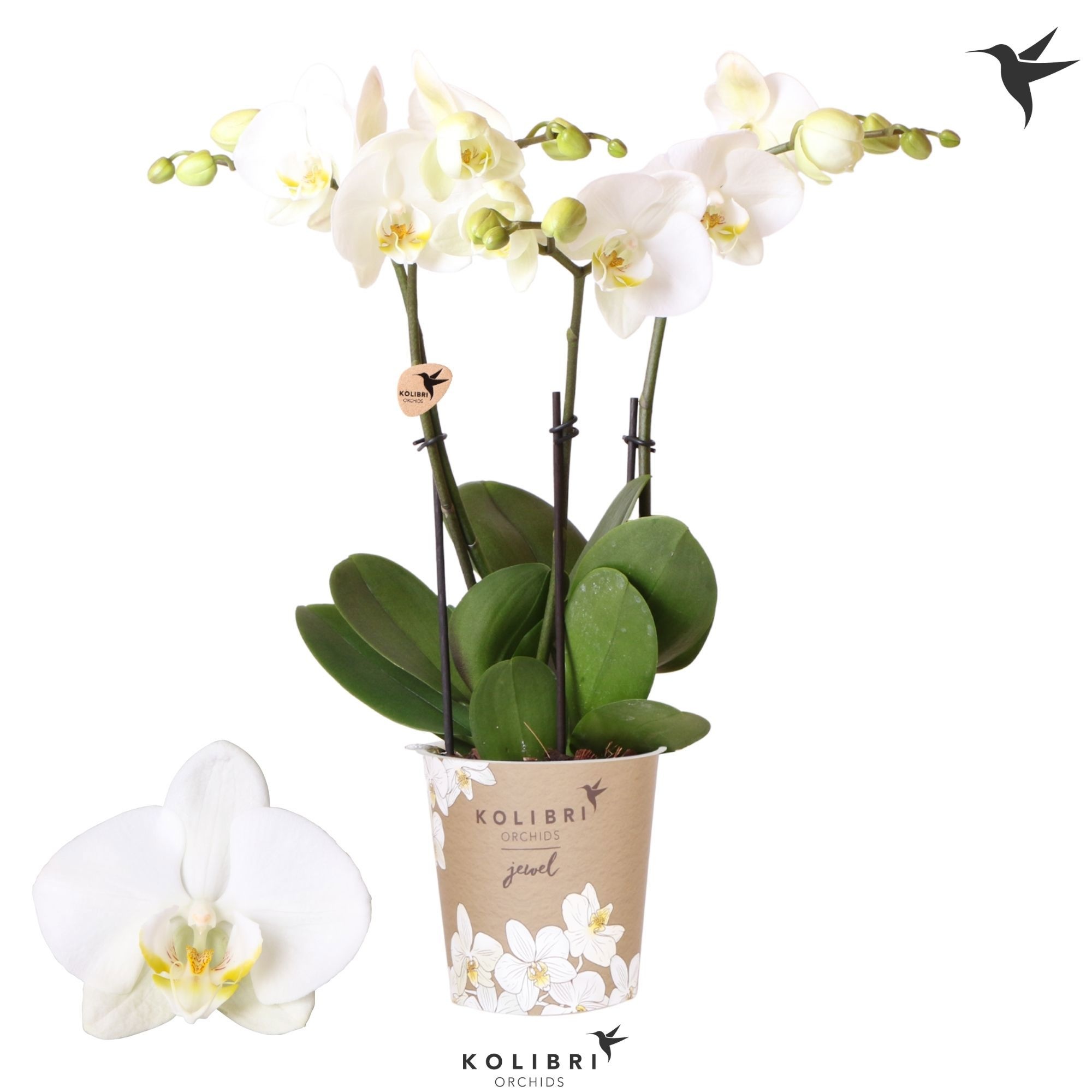 Kolibri Orchids Phalaenopsis Jewel Ghent 3 spike, D 12